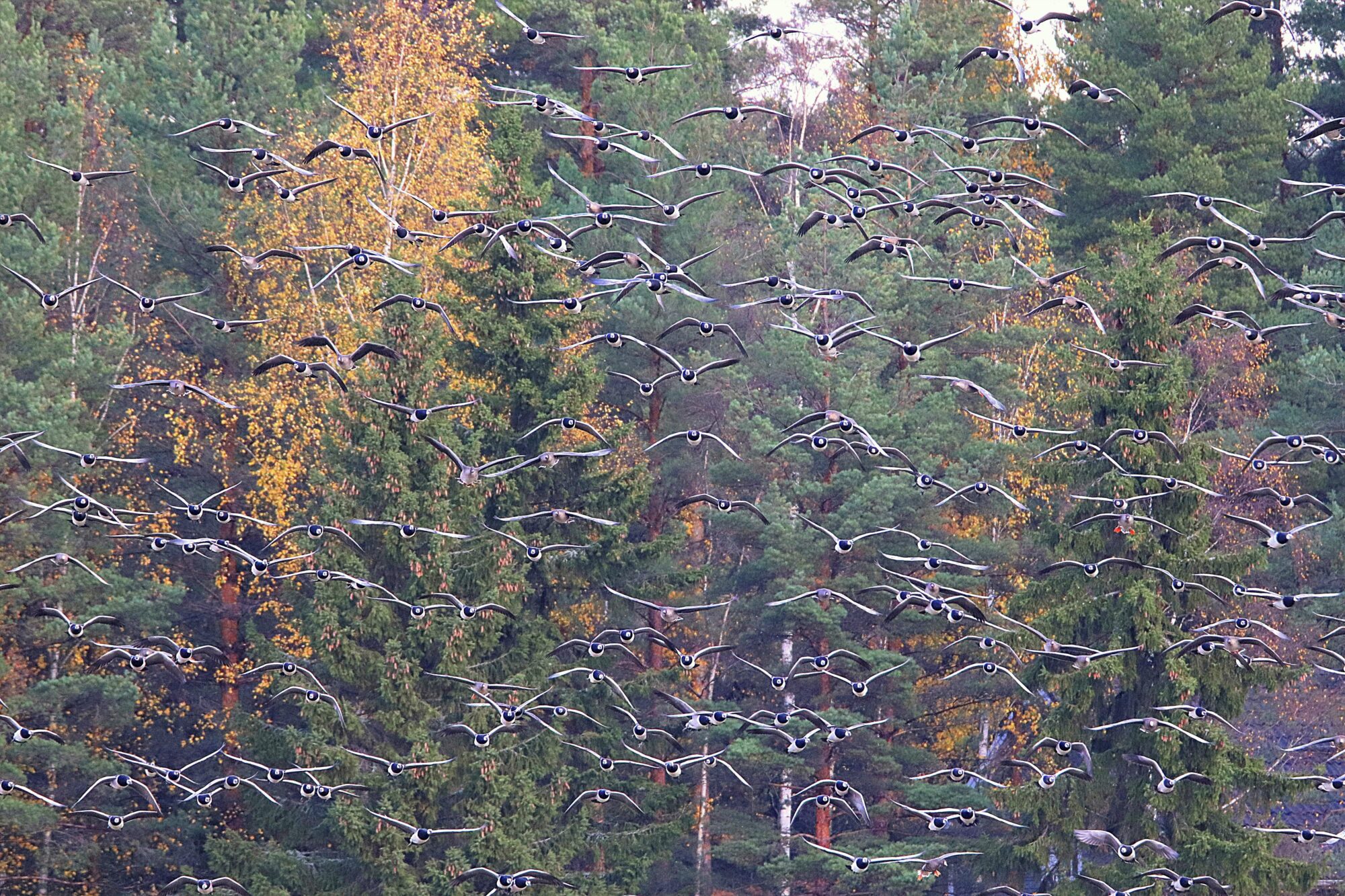 Valokuvaaja: Irja Lehtinen