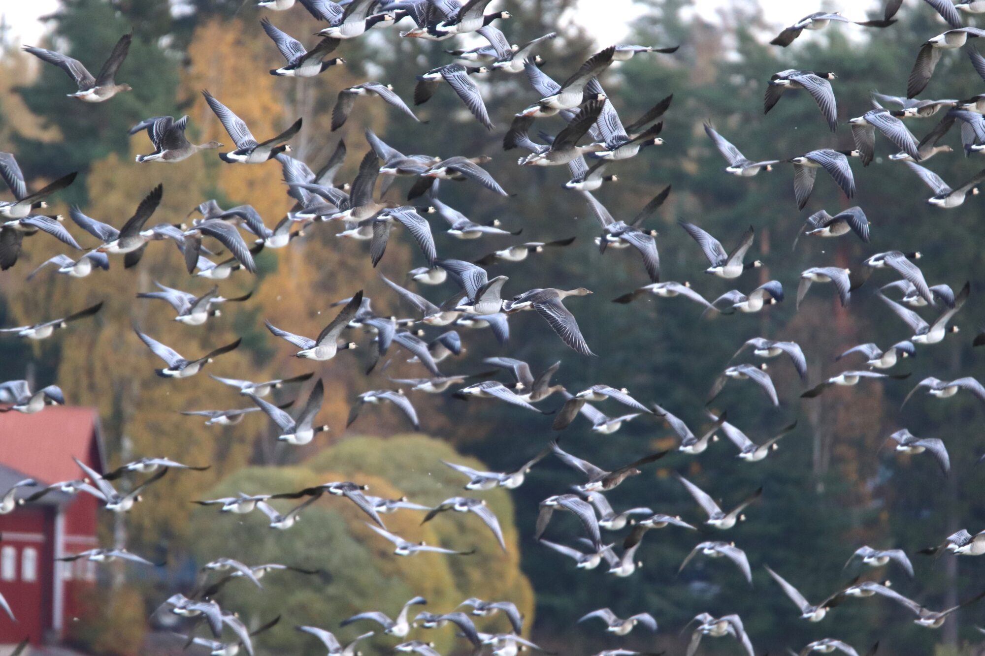 Valokuvaaja: Irja Lehtinen Valokuvaaja: Irja Lehtinen