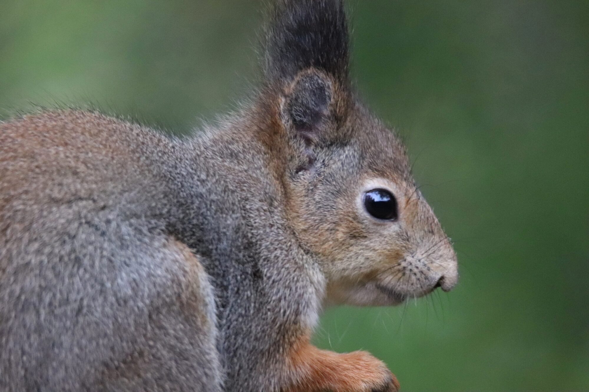 Valokuvaaja: Irja Lehtinen