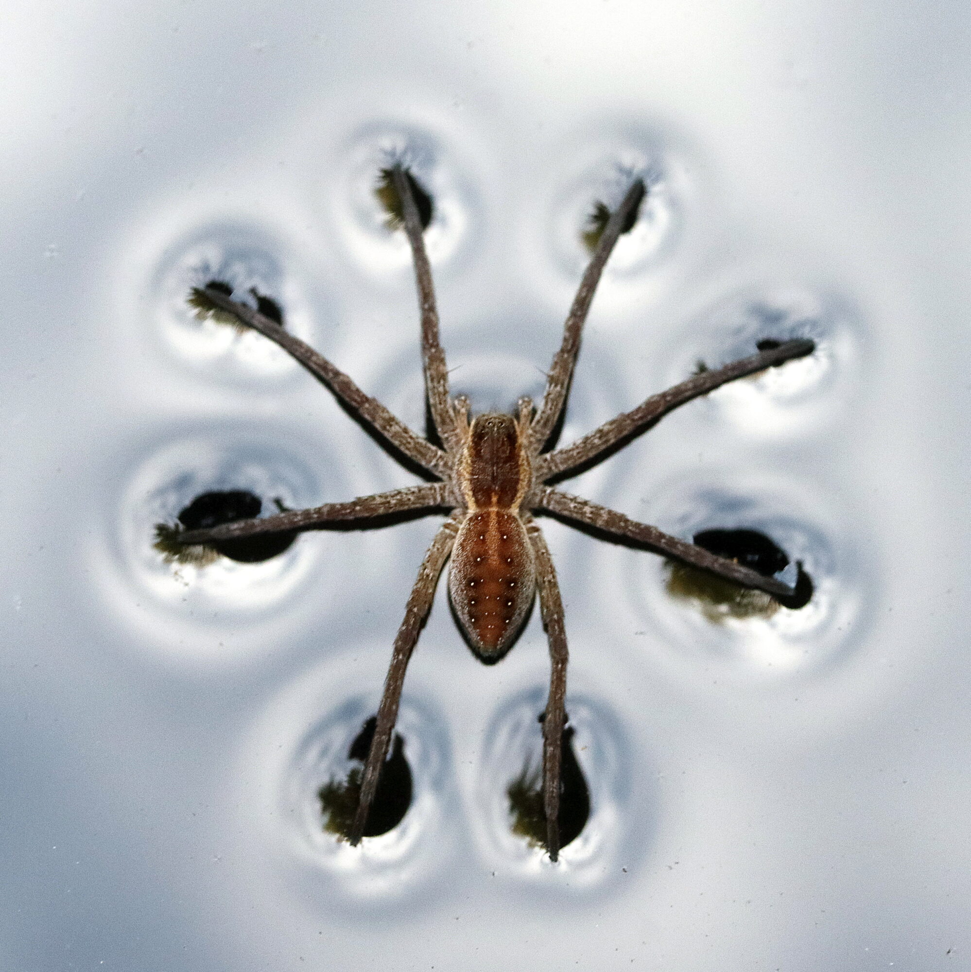 Valokuvaaja: Hannu. Rasiranta