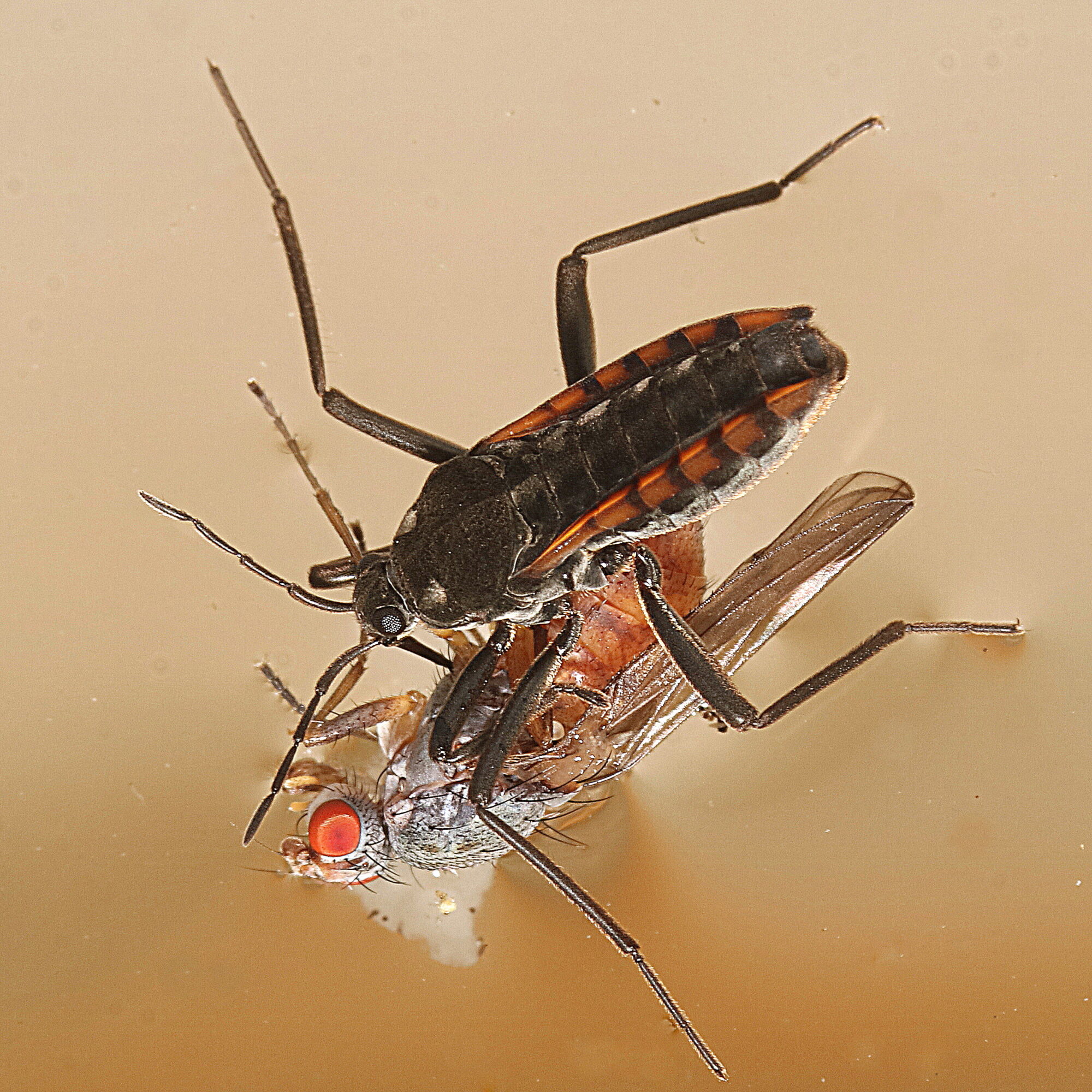 Valokuvaaja: Hannu Rasiranta