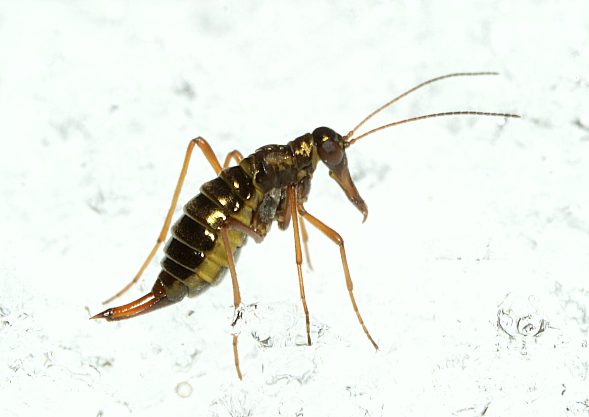 Valokuvaaja: Hannu. Rasiranta