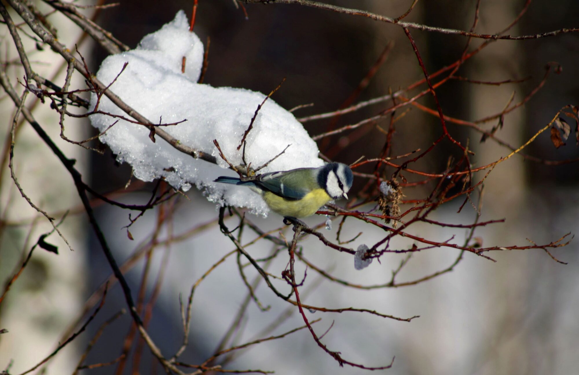 Valokuvaaja: Pirkko Siukonen