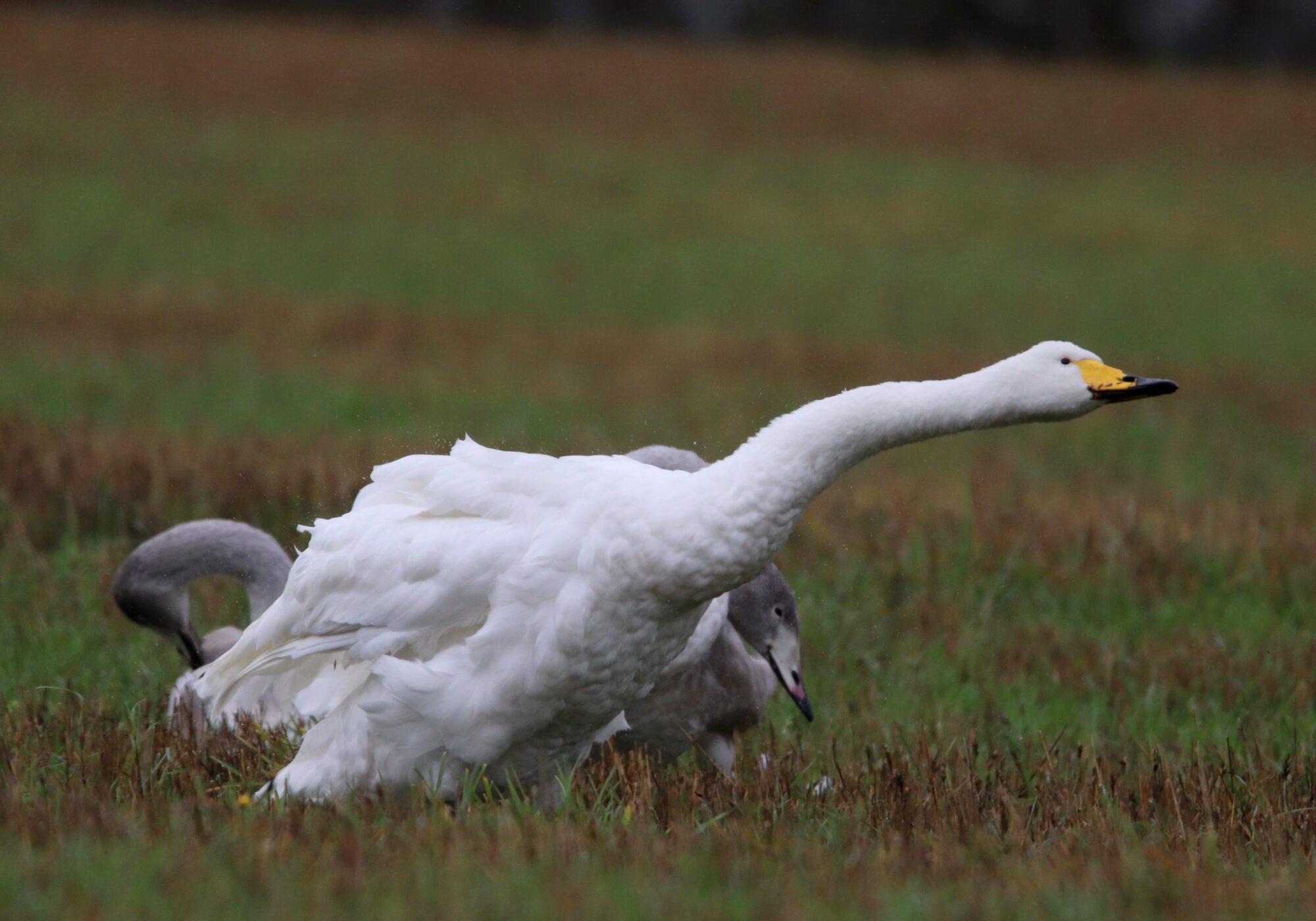 Valokuvaaja: Irja Lehtinen