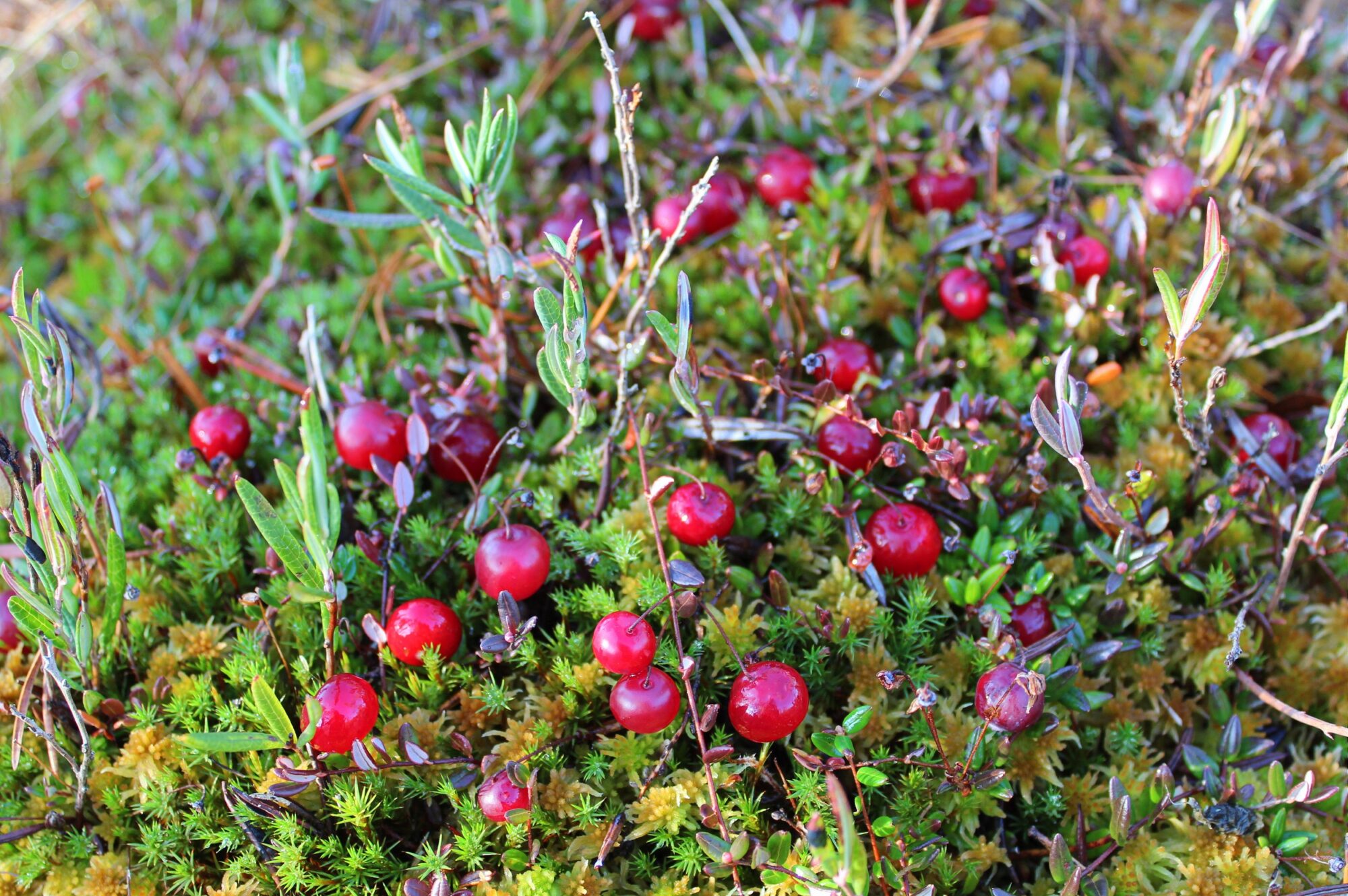 Valokuvaaja: Paula Savelius