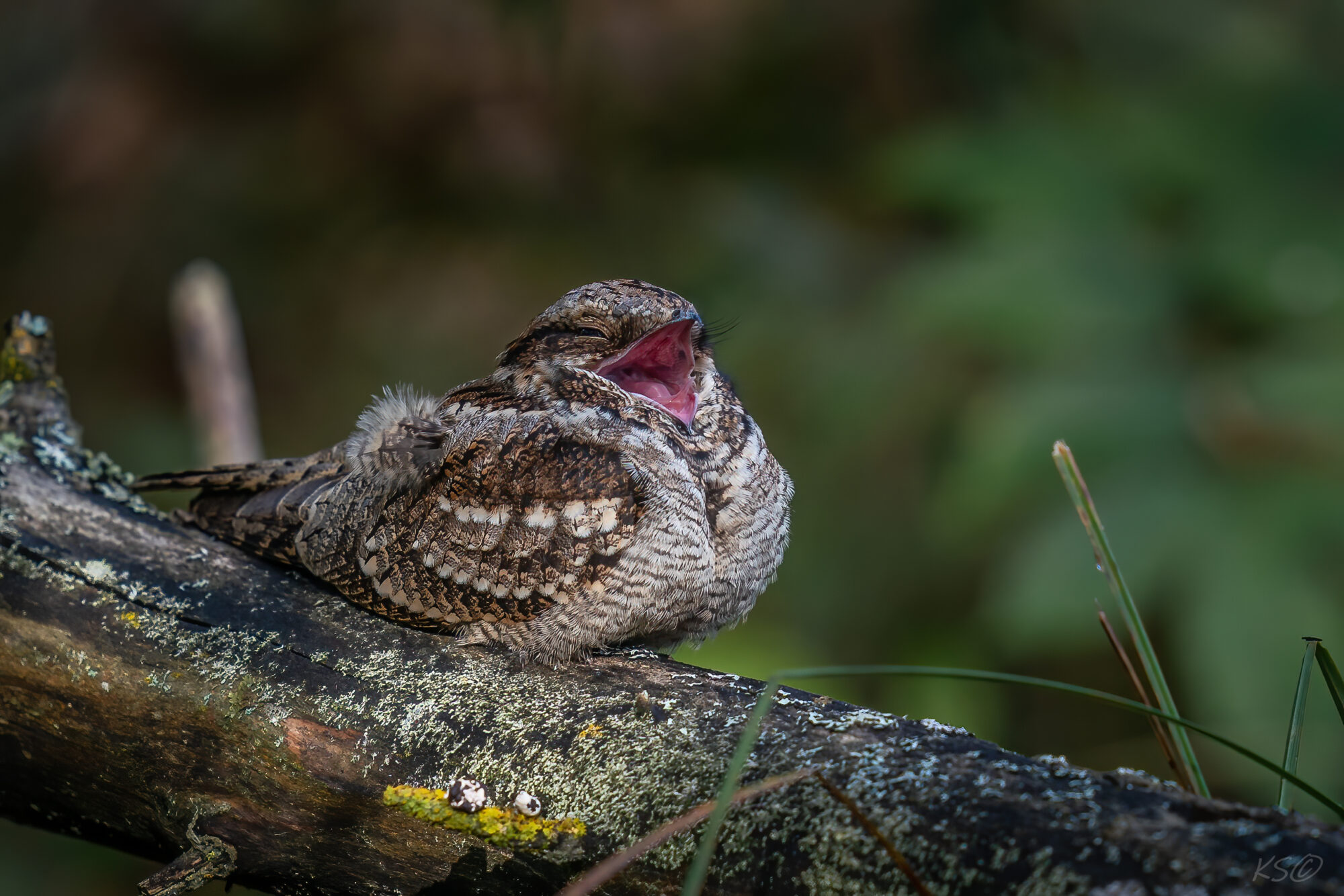 Valokuvaaja: Kyösti Sorsa