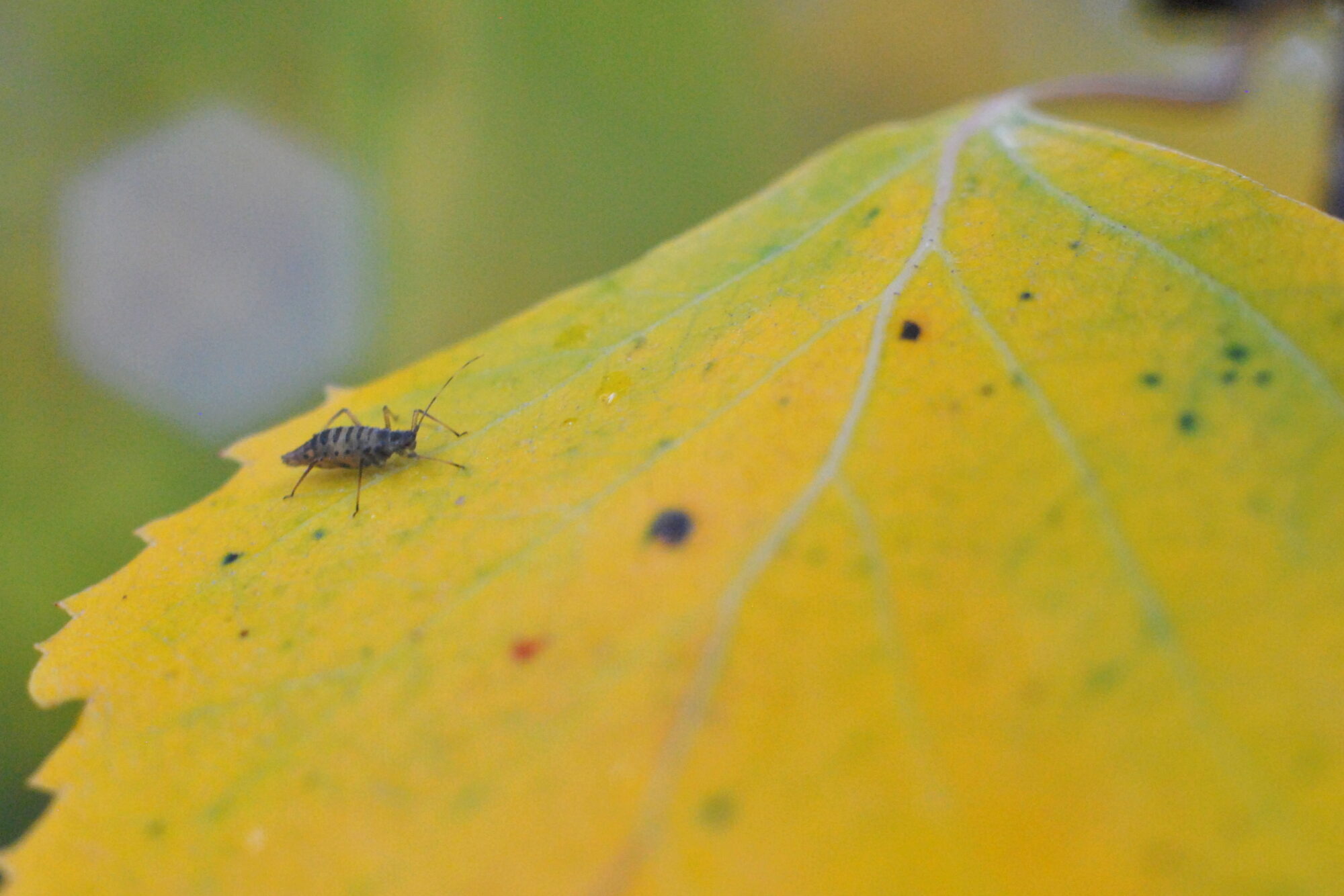 Valokuvaaja: Kaarlo Asikainen