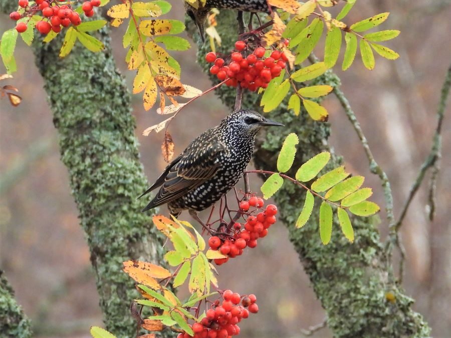 Valokuvaaja: Harri Kantola