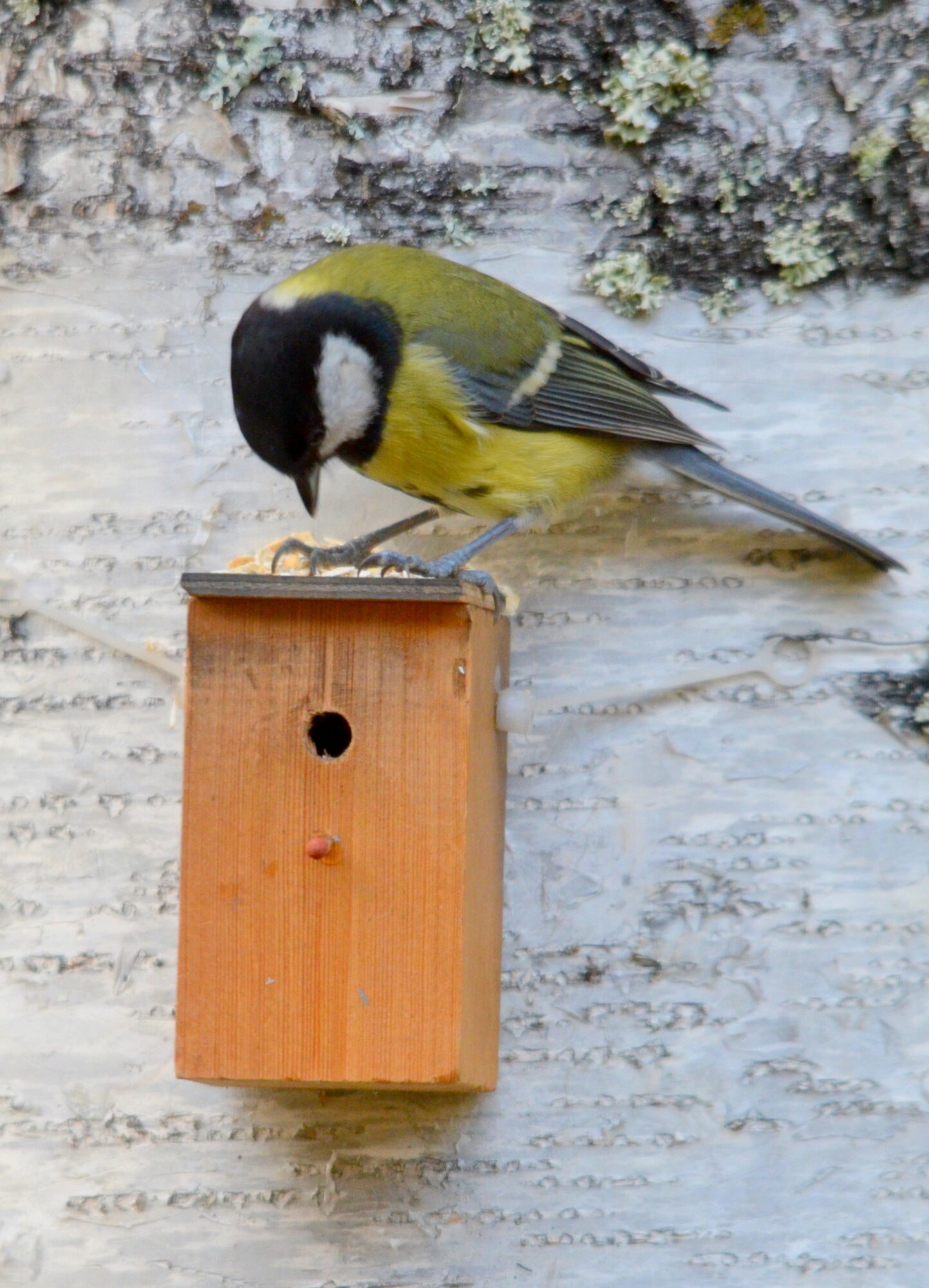 Valokuvaaja: Kaarlo Asikainen Valokuvaaja: Kaarlo Asikainen