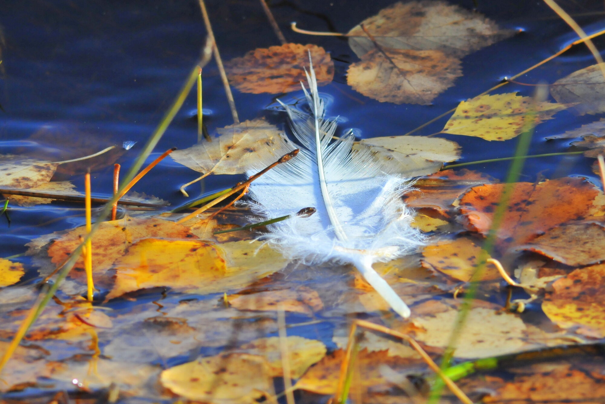Valokuvaaja: Kaarlo Asikainen
