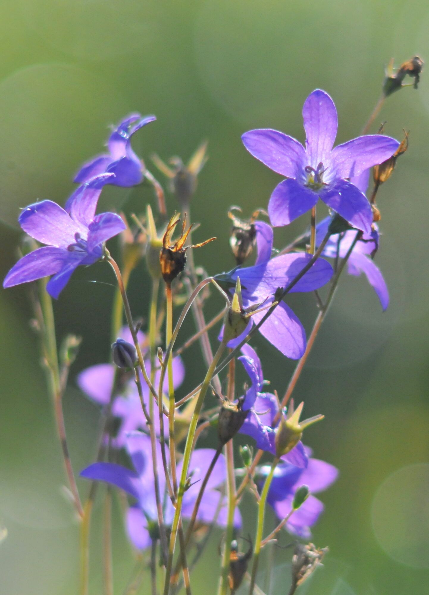 Valokuvaaja: Kaarlo Asikainen