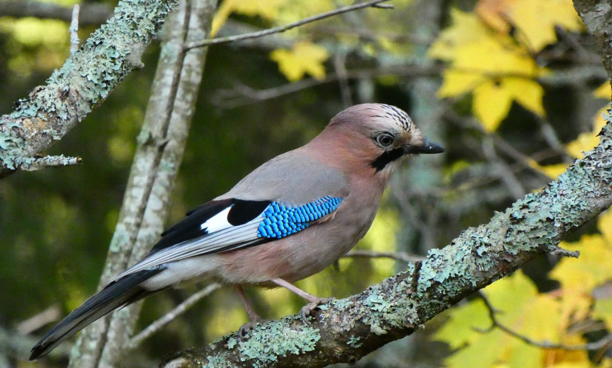 Valokuvaaja: Pekka Heino