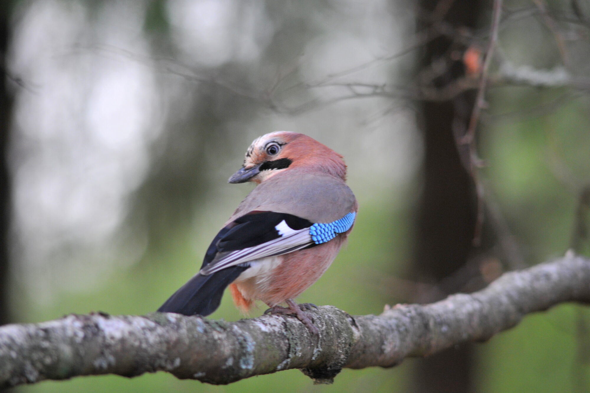 Valokuvaaja: Kaarlo Asikainen