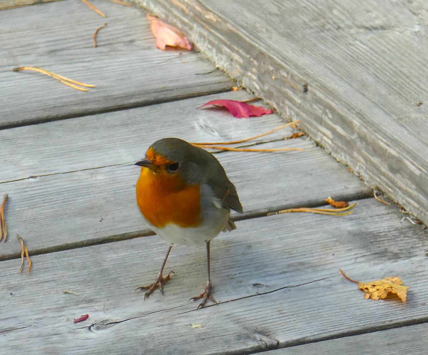 Valokuvaaja: Marjut Ikonen