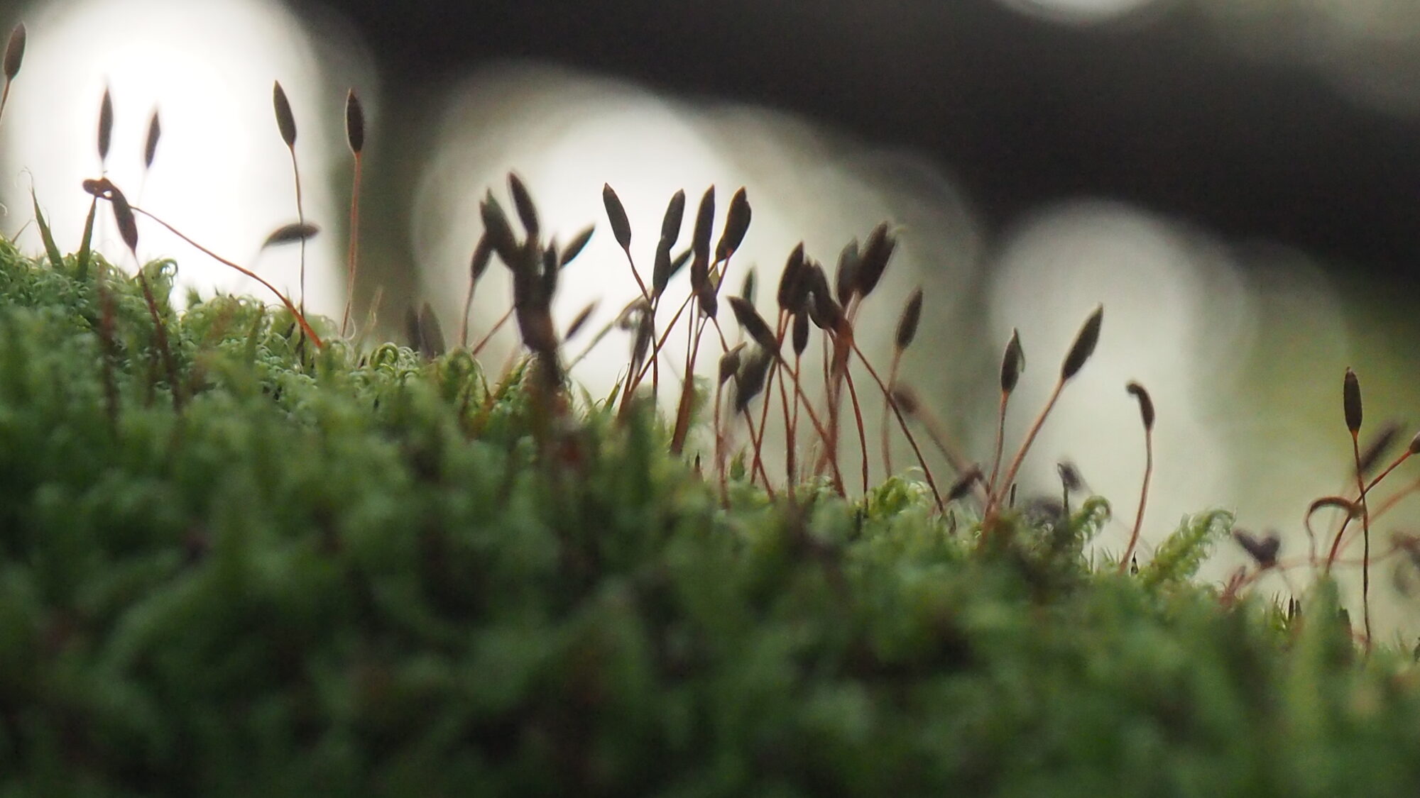 Valokuvaaja: Valtonen Martti