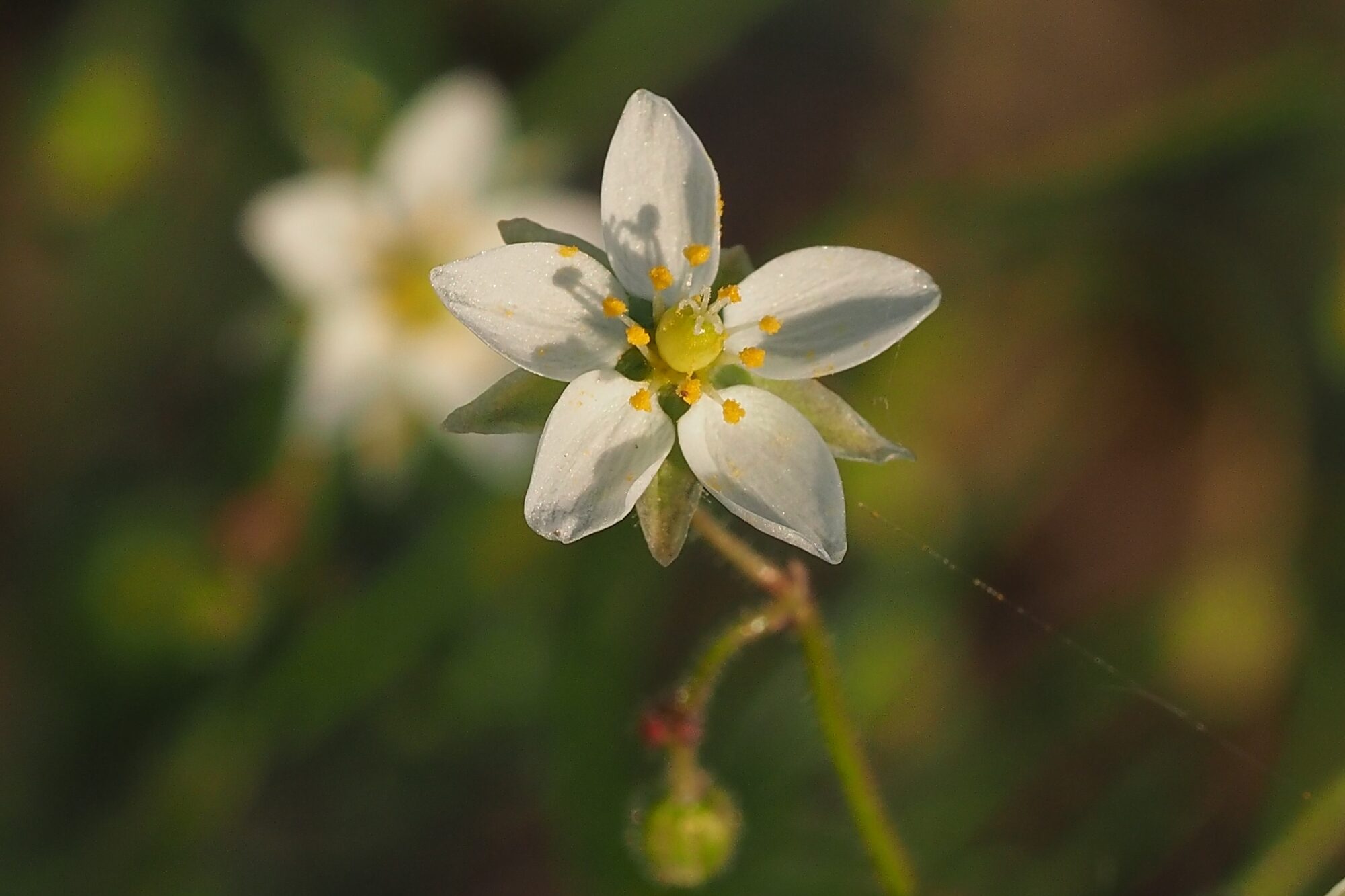 Valokuvaaja: Arja Valtonen