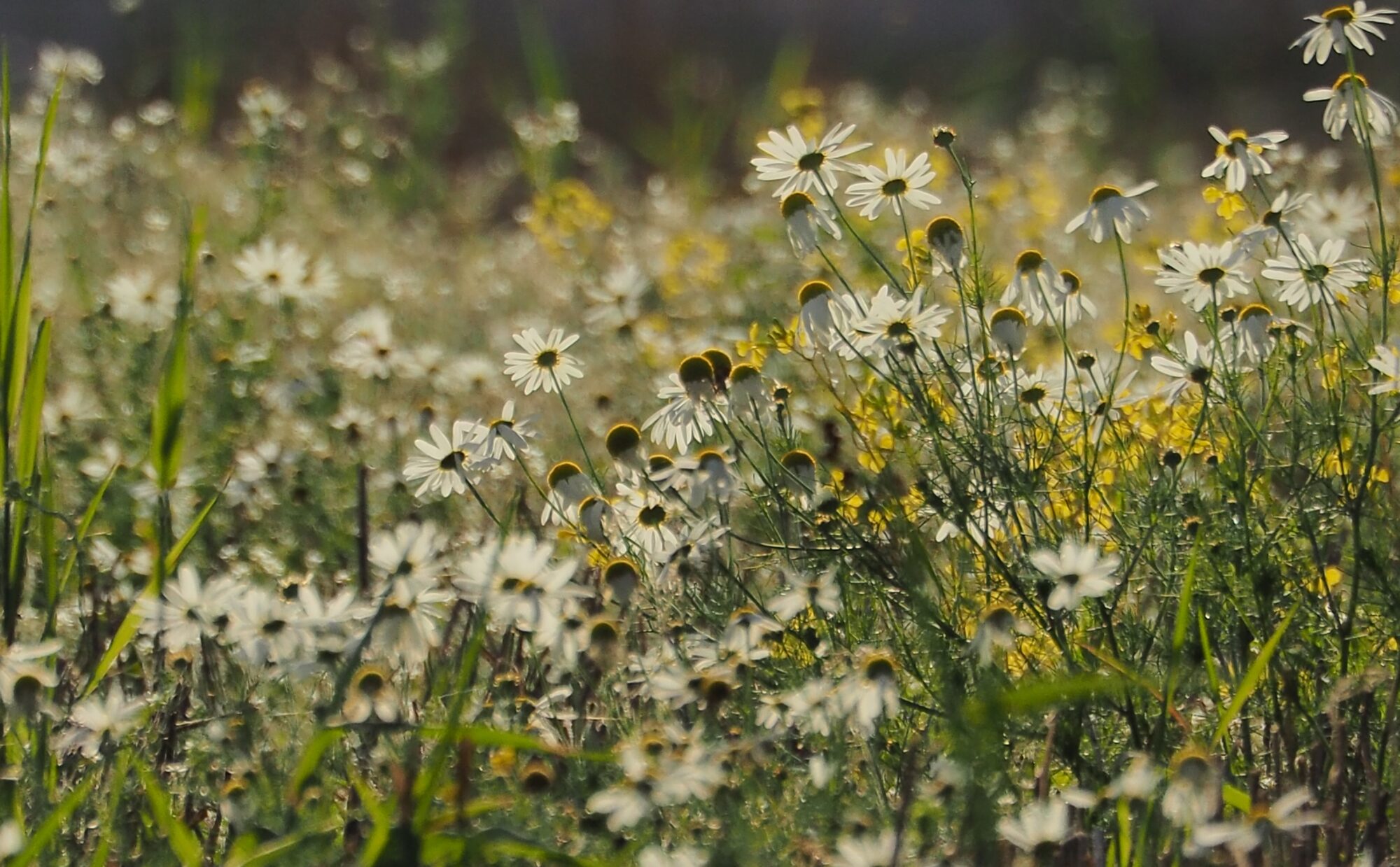 Valokuvaaja: Martti Valtonen