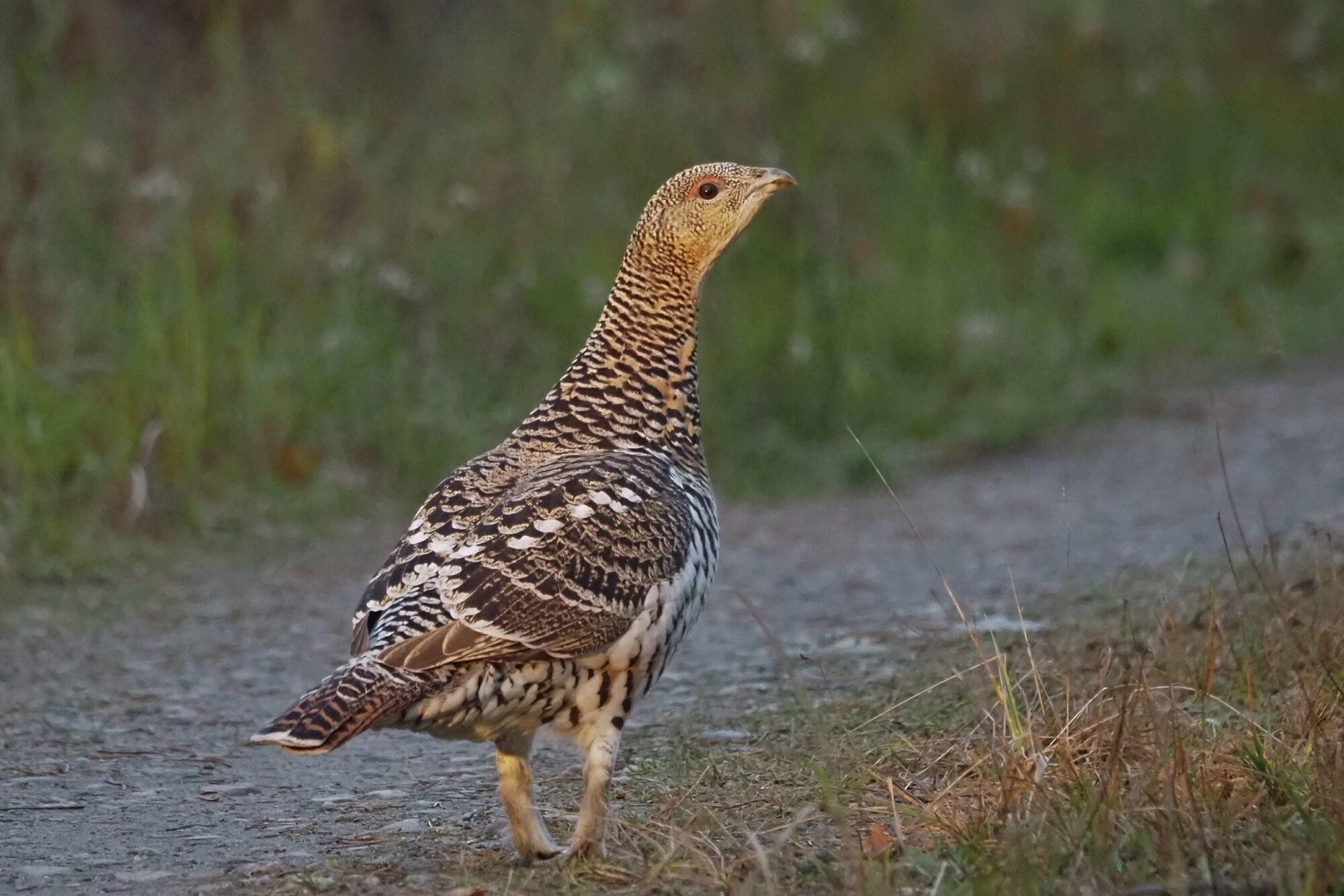 Valokuvaaja: Mikkola Irma