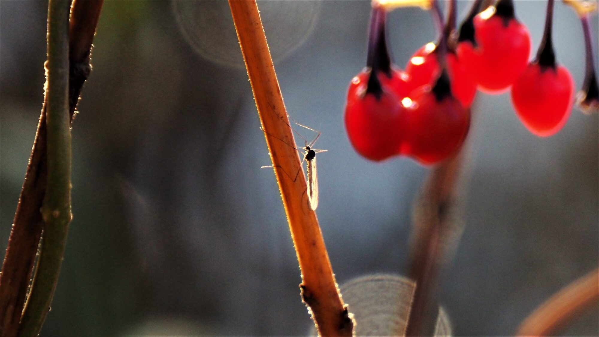 Valokuvaaja: Arja Valtonen
