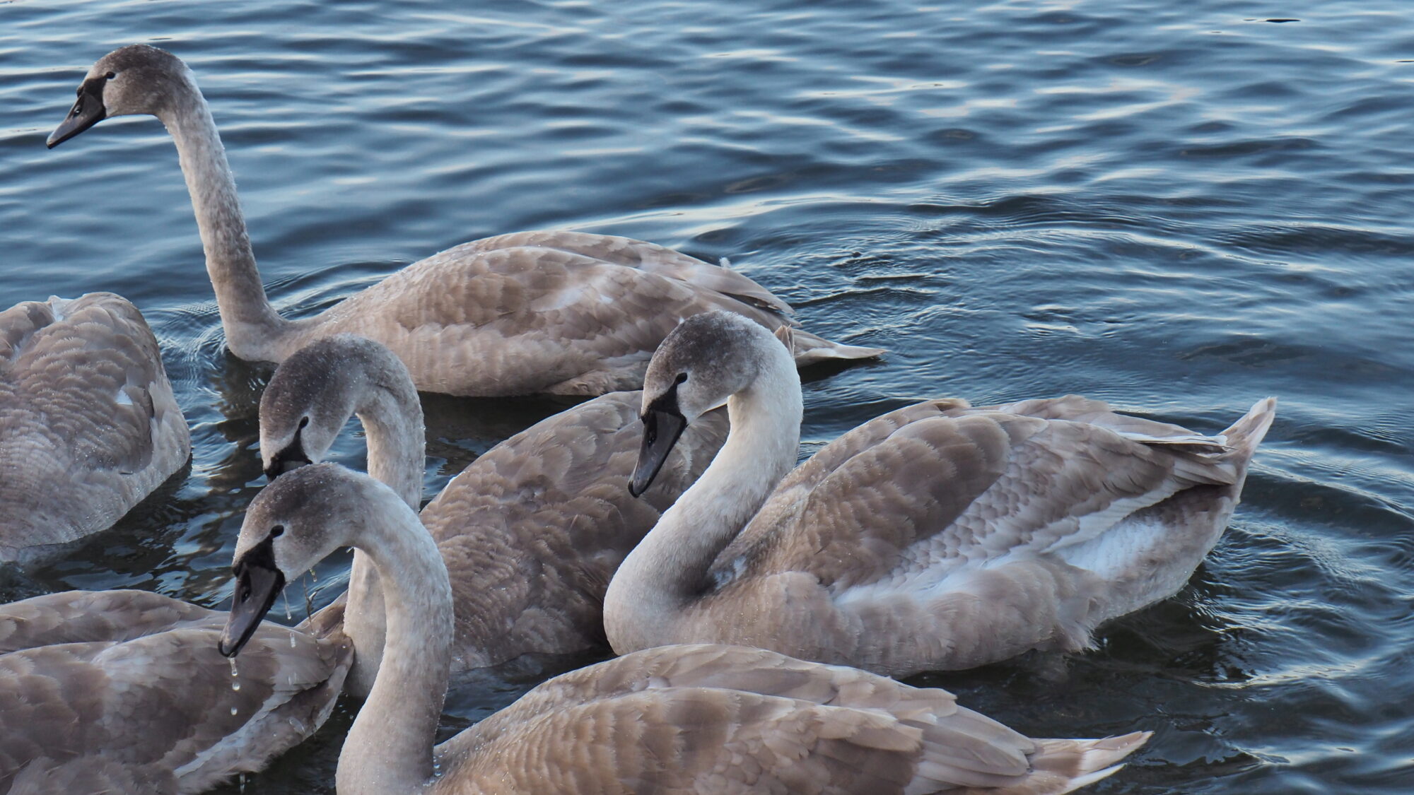 Valokuvaaja: Martti Valtonen