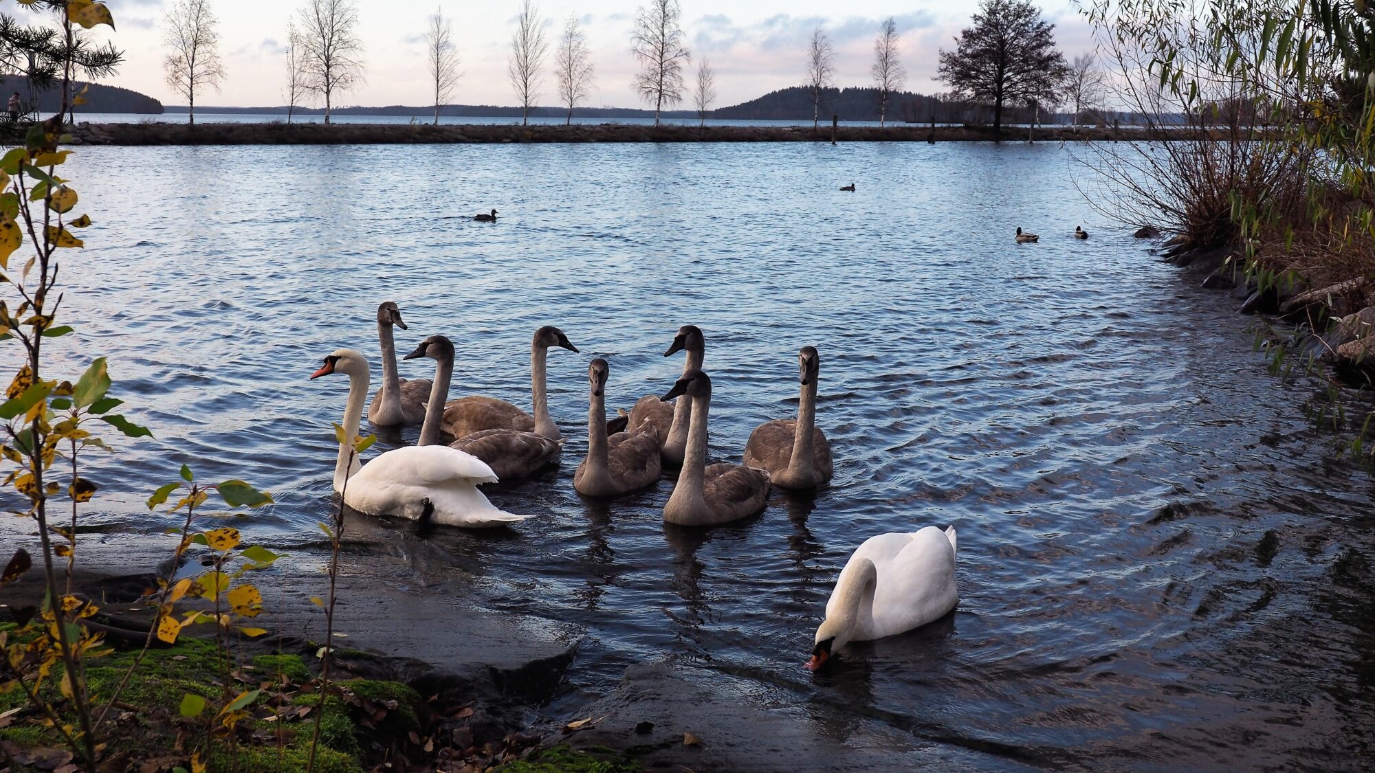 Valokuvaaja: Martti Valtonen