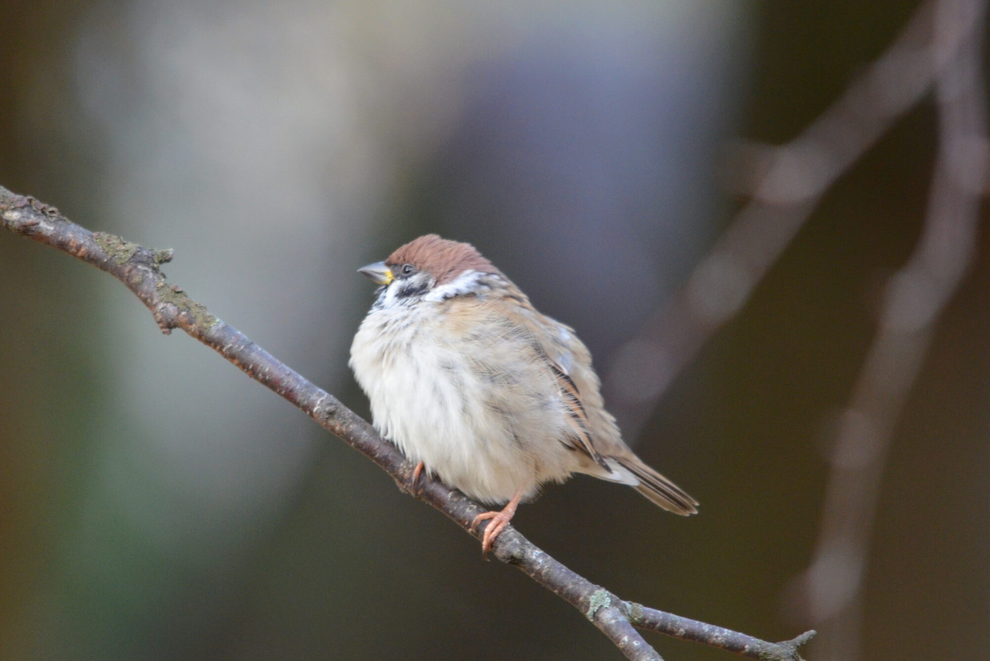 Valokuvaaja: Kaarlo Asikainen