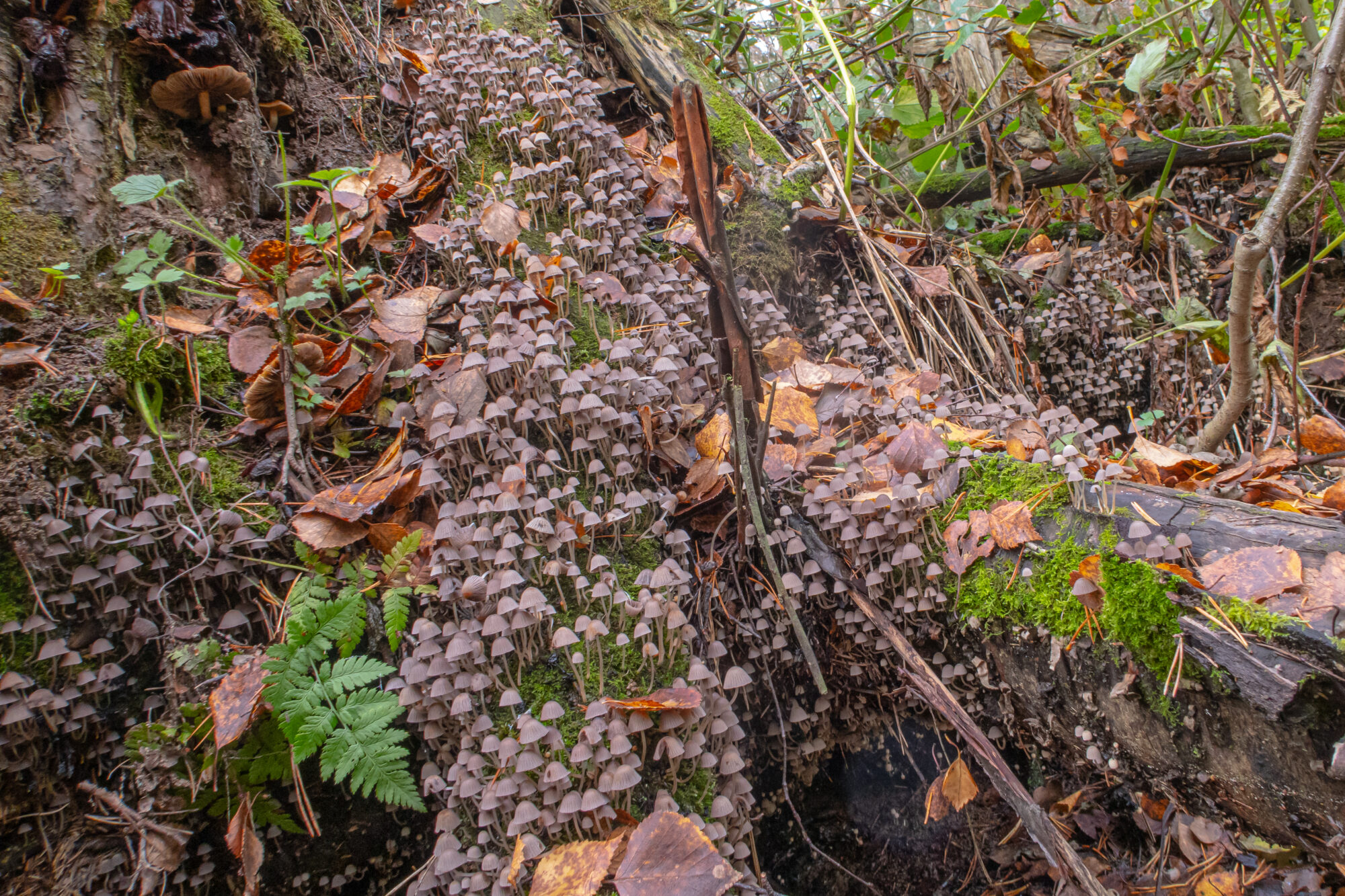 Valokuvaaja: Harri Luojus Valokuvaaja: Harri Luojus