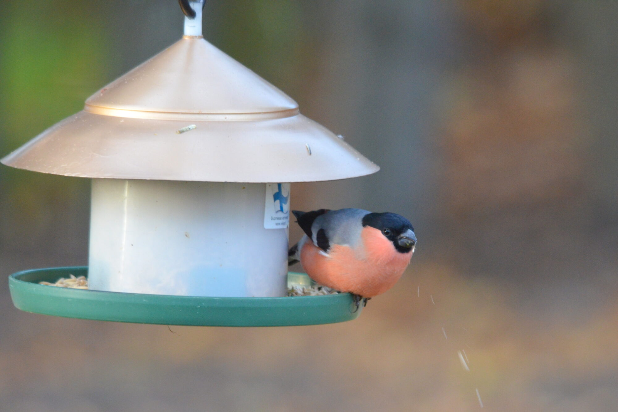 Valokuvaaja: Kaarlo Asikainen