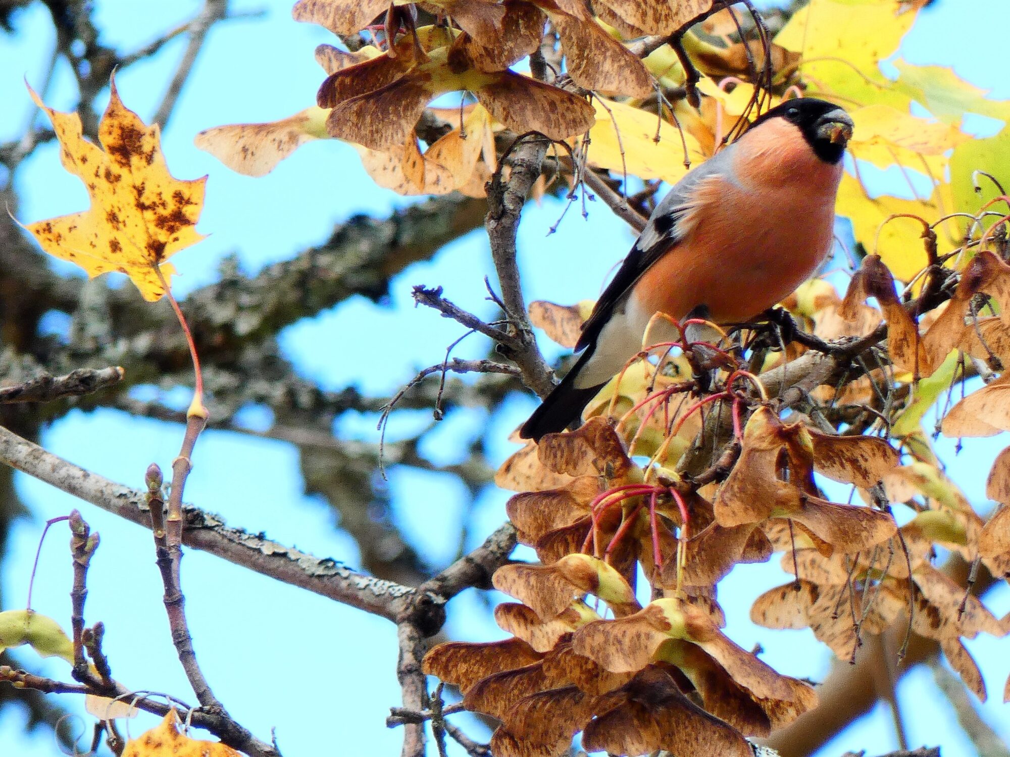 Valokuvaaja: Pekka Heino