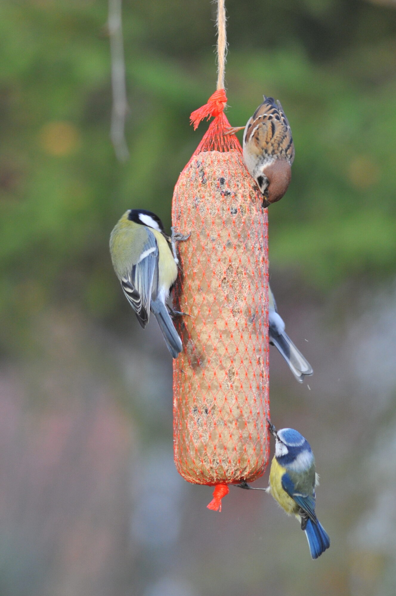 Valokuvaaja: Kaarlo Asikainen