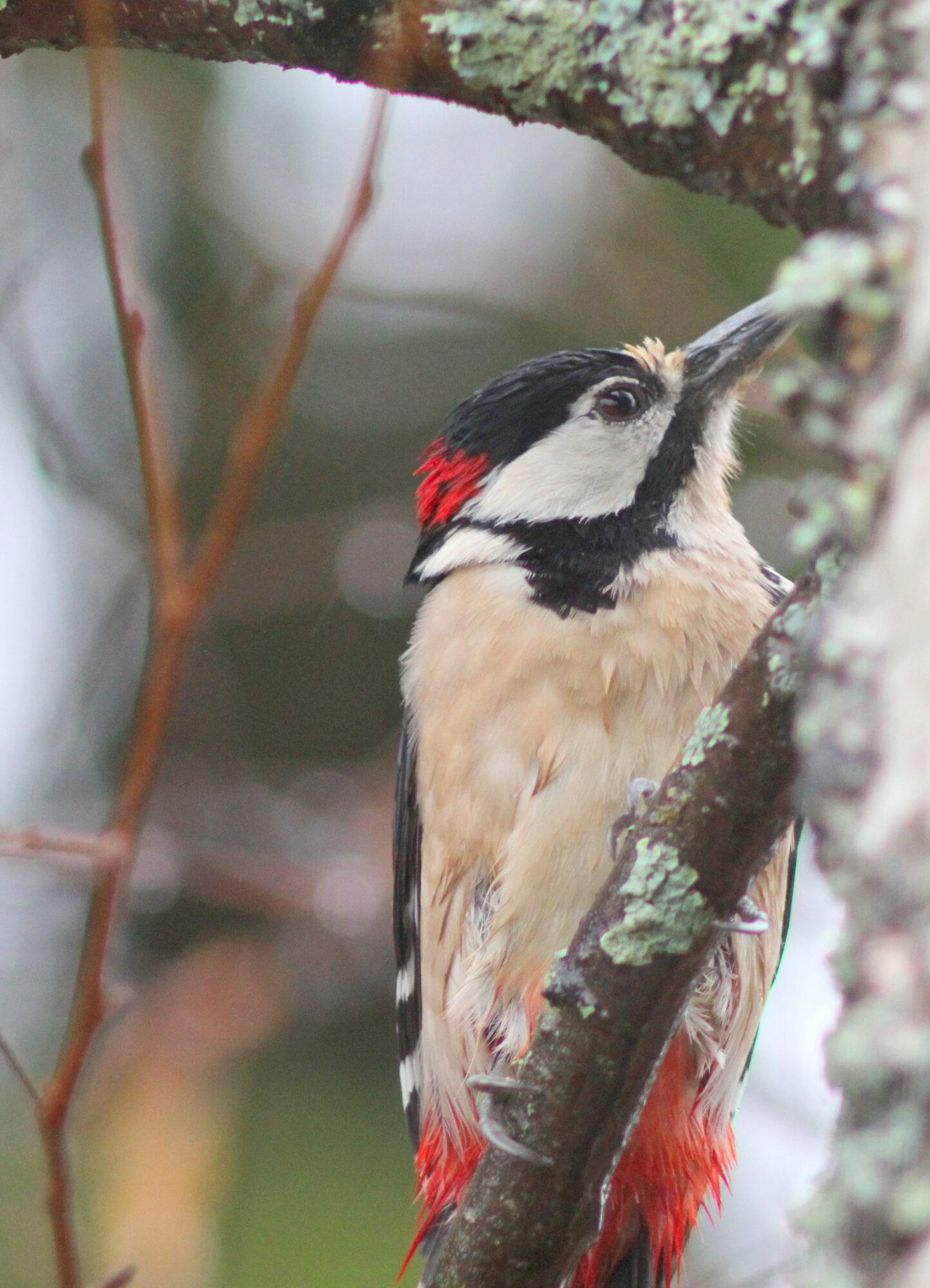 Valokuvaaja: Kaarlo Asikainen