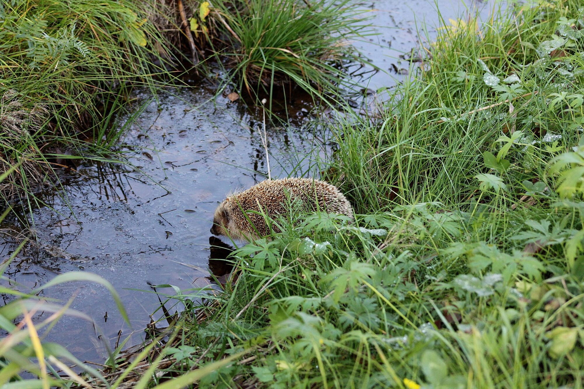 Valokuvaaja: Pirkko Siukonen