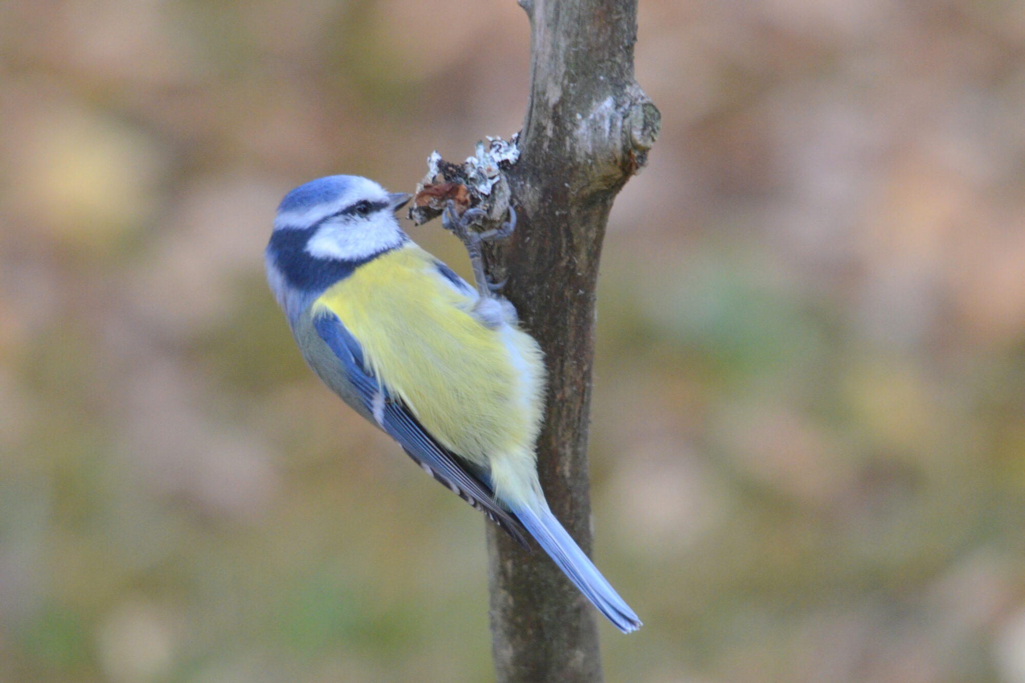 Valokuvaaja: Kaarlo Asikainen