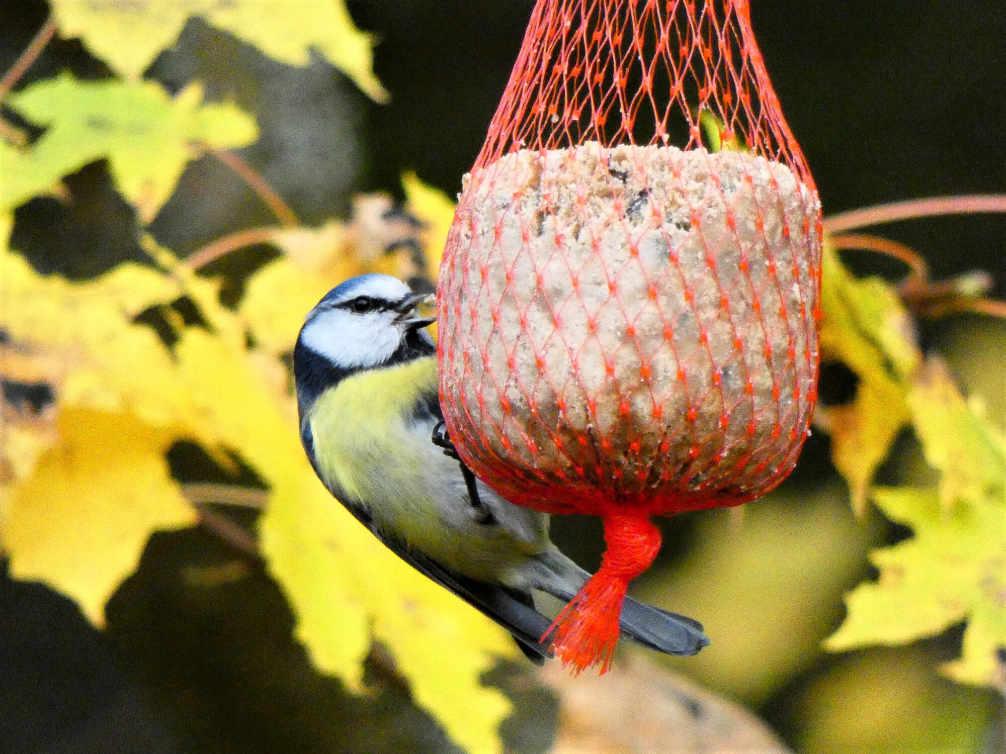 Valokuvaaja: Pekka Heino