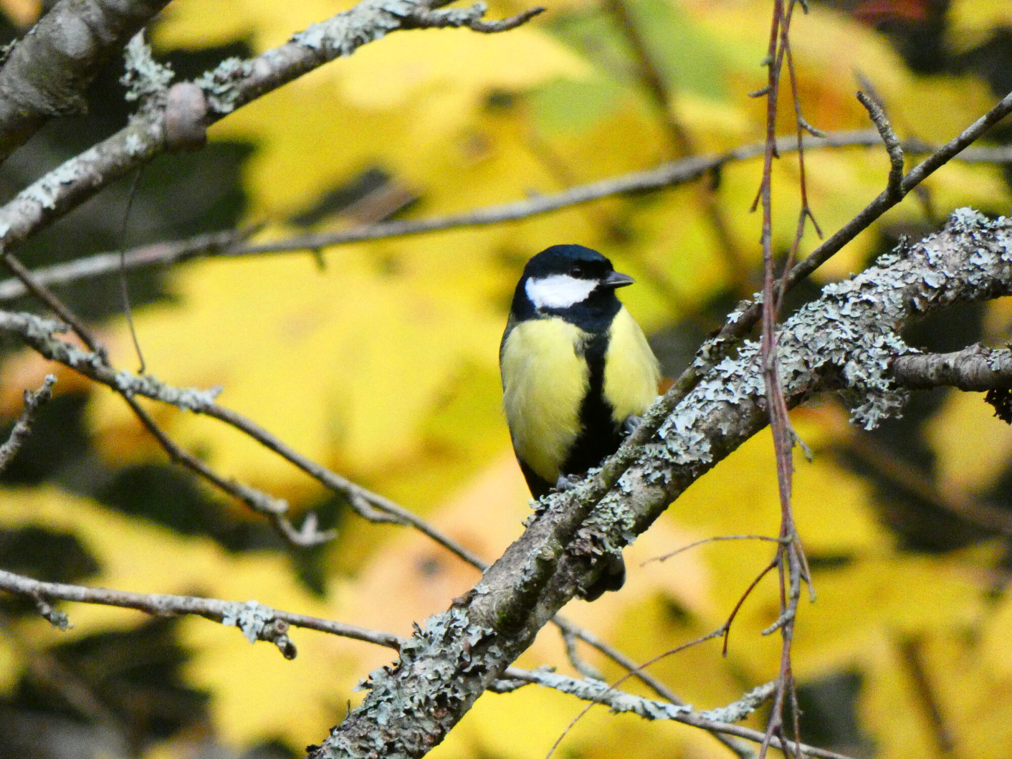 Valokuvaaja: Pekka Heino