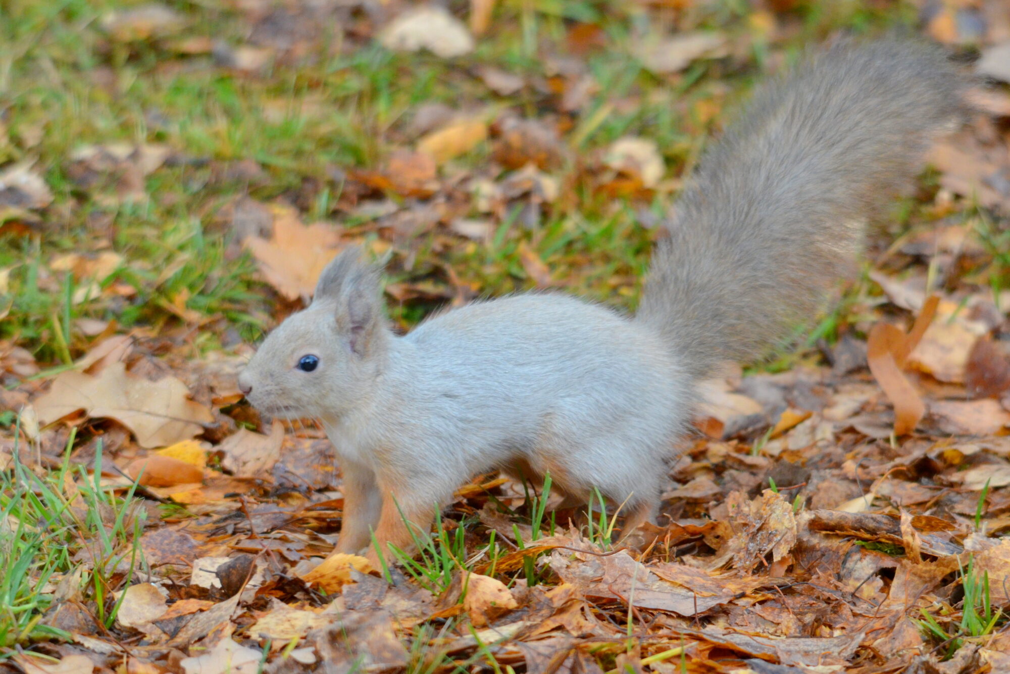 Valokuvaaja: Kaarlo Asikainen