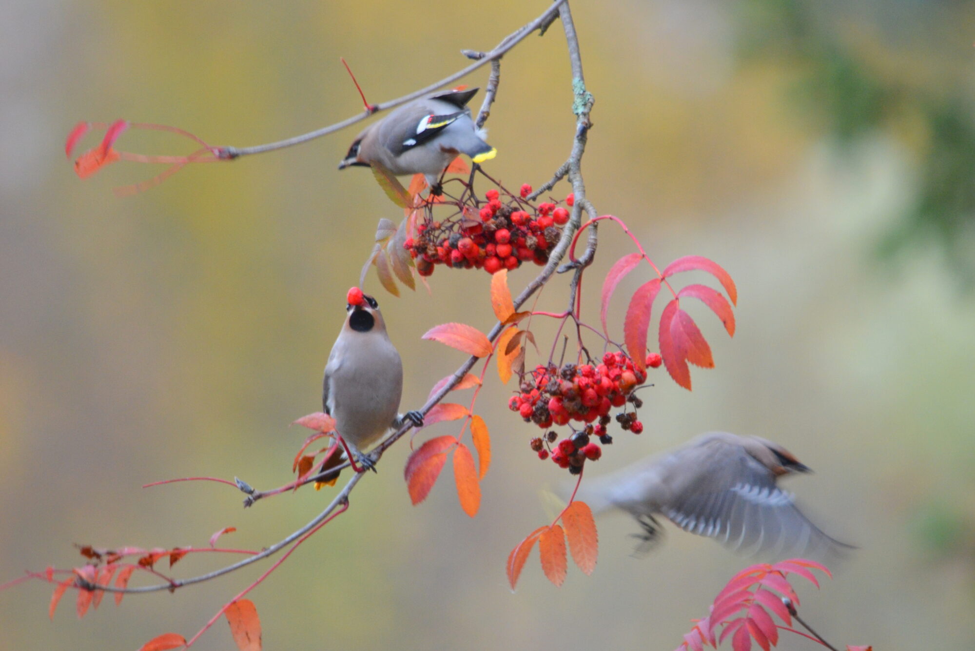 Valokuvaaja: Kaarlo Asikainen