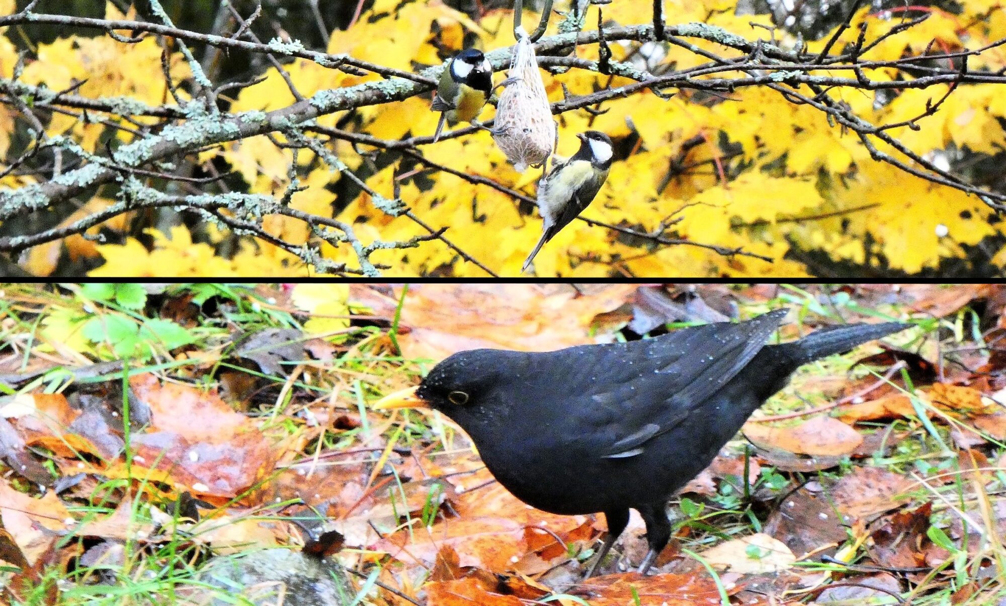 Valokuvaaja: Pekka Heino
