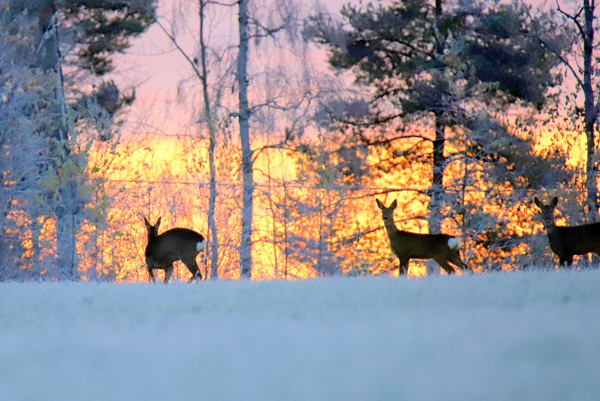 Valokuvaaja: sirpa jyske