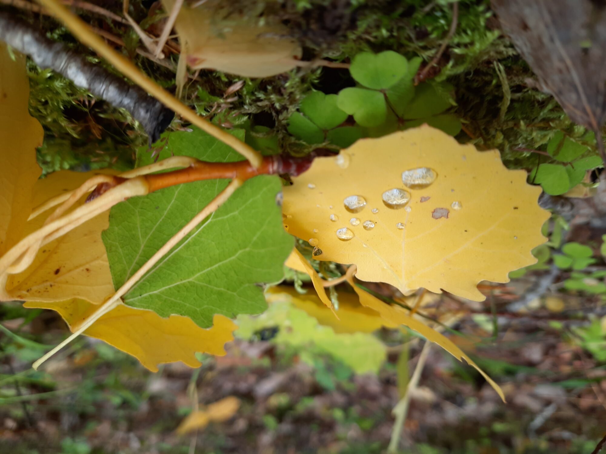 Valokuvaaja: Iipumarjut