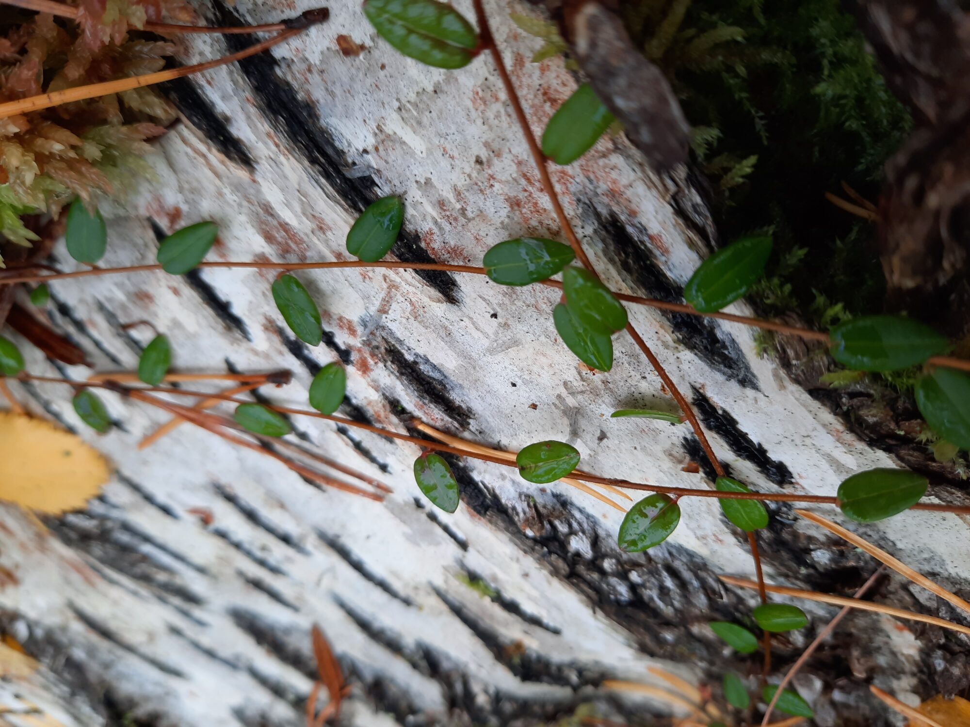 Valokuvaaja: Iipumarjut