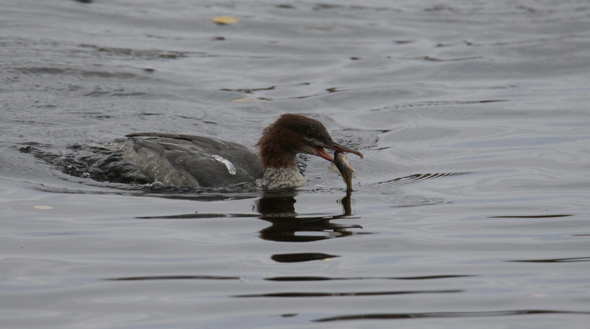 Valokuvaaja: Jaana Saarelainen