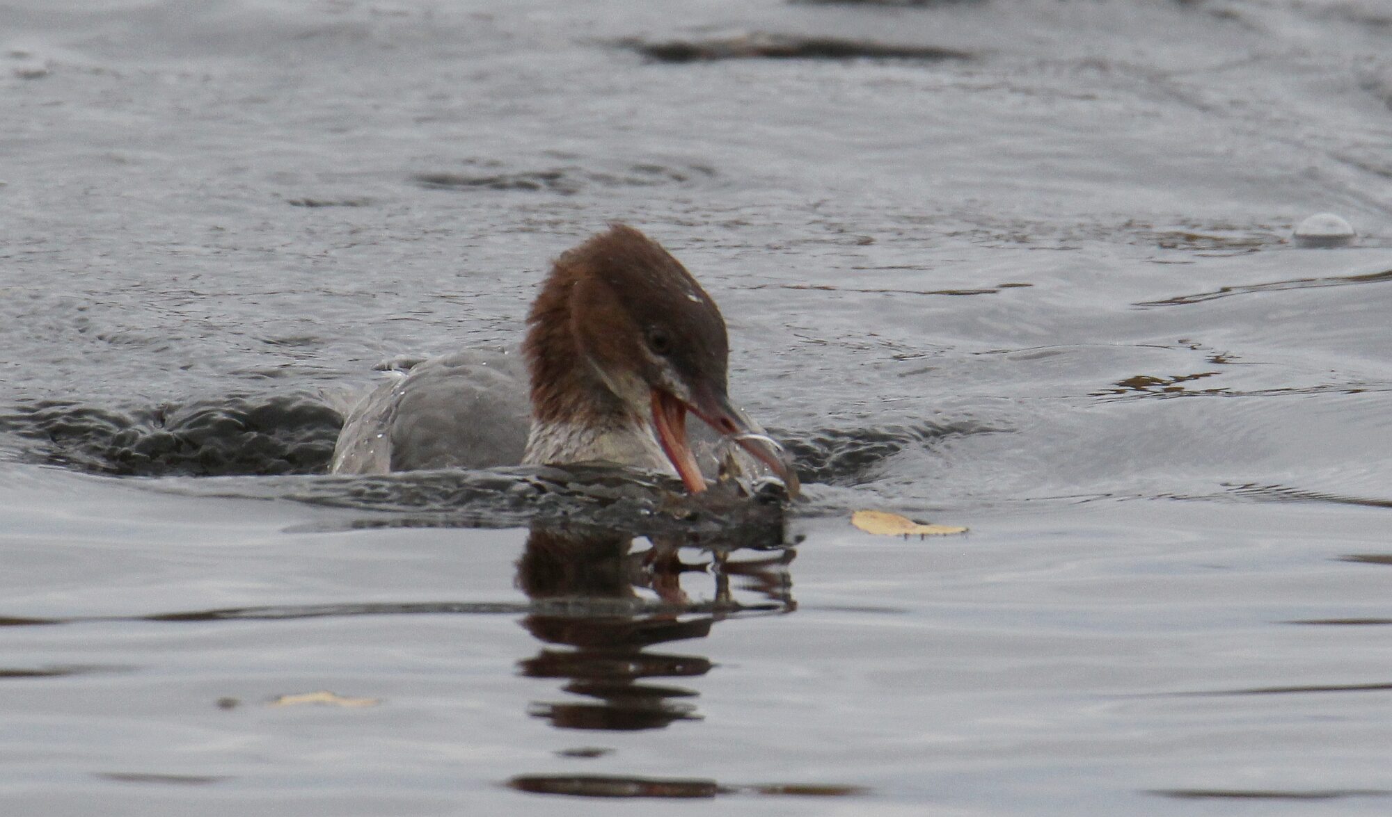 Valokuvaaja: Jaana Saarelainen