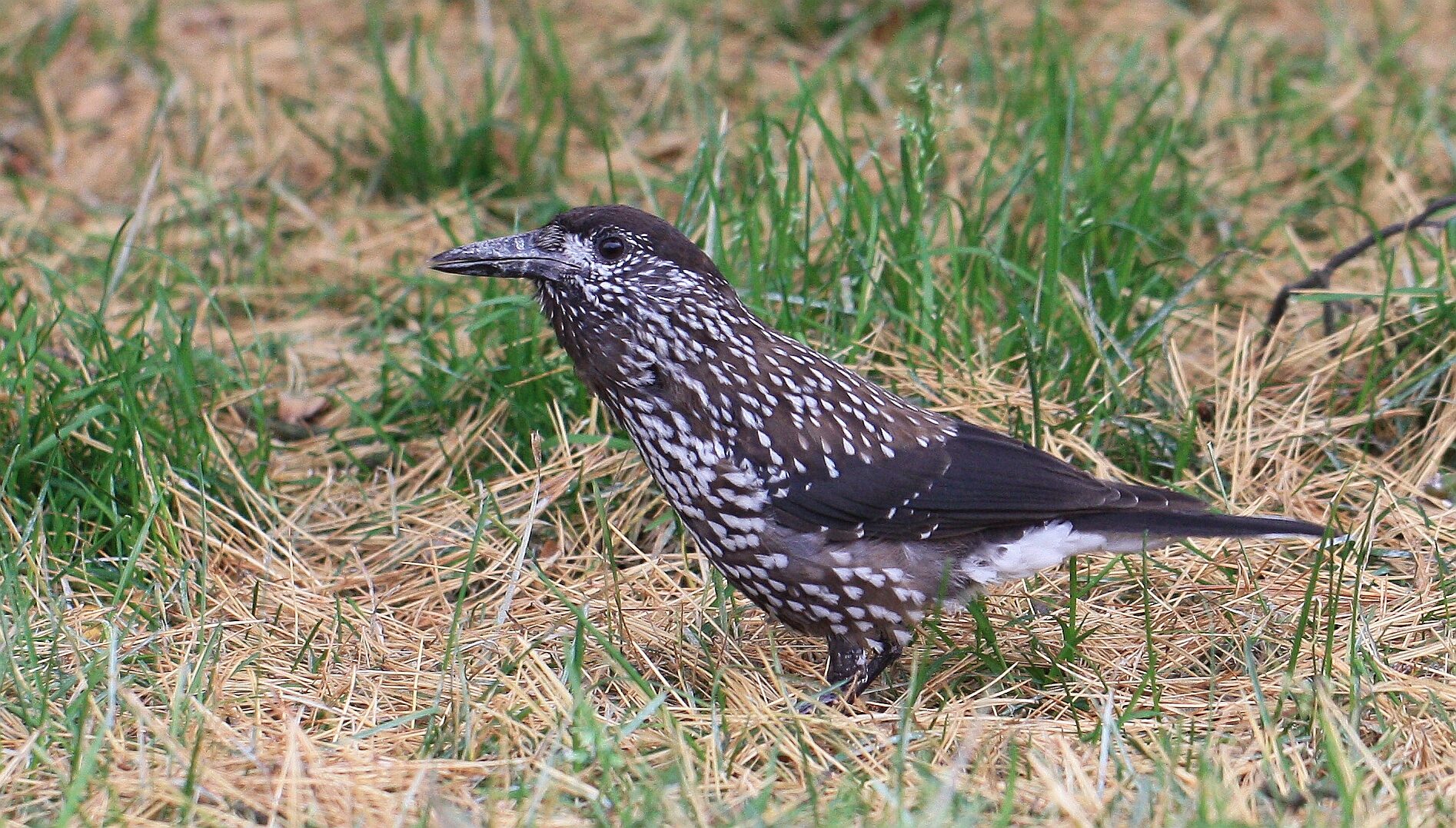 Valokuvaaja: Jaana Saarelainen