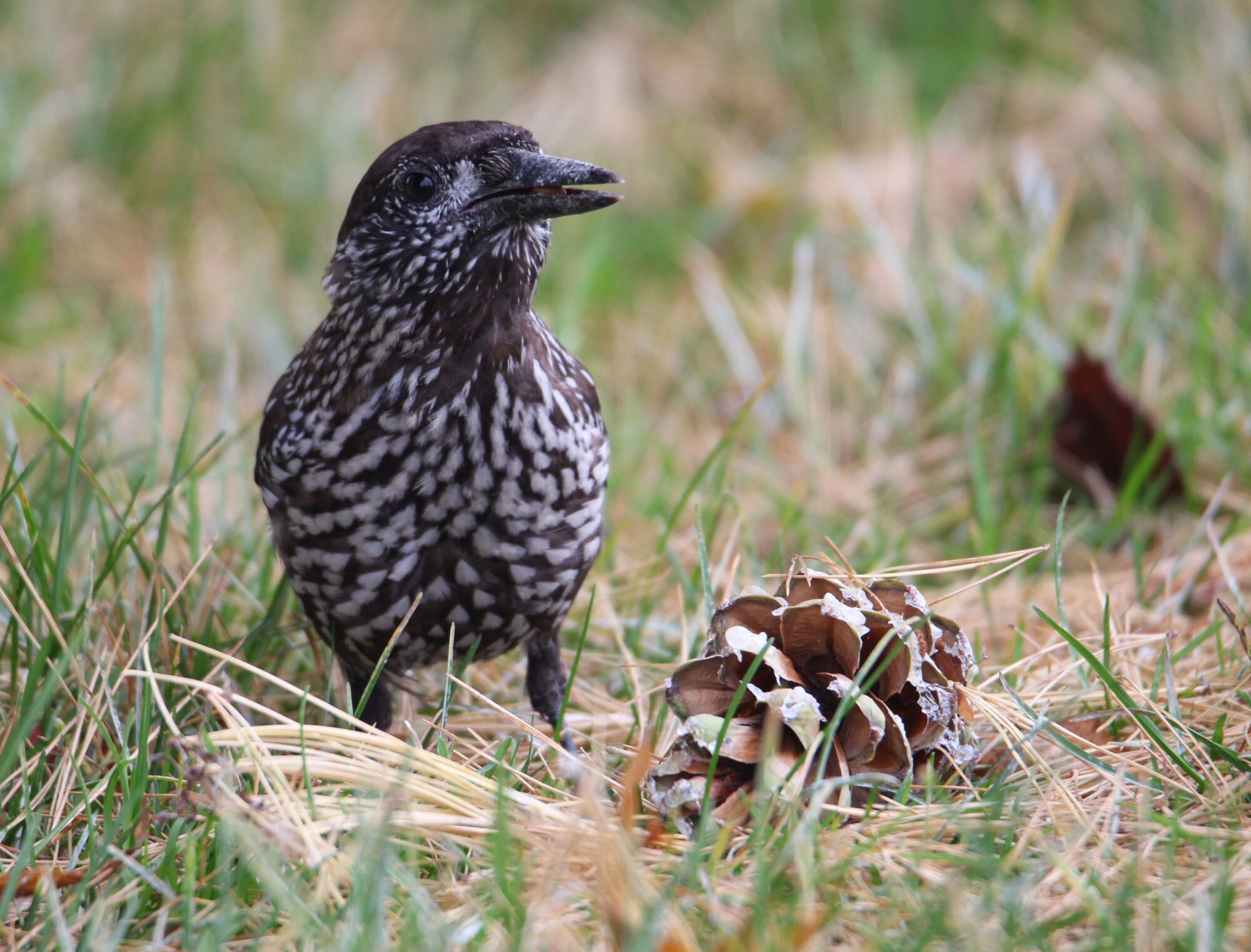 Valokuvaaja: Jaana Saarelainen