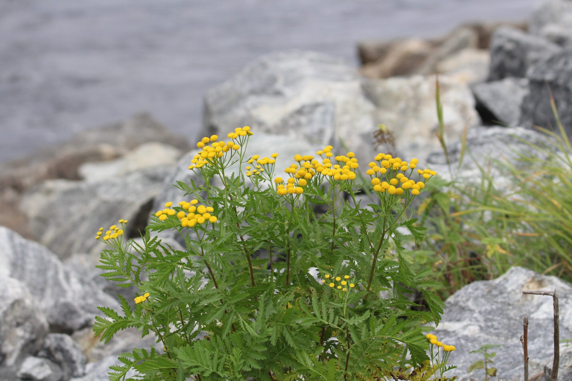 Valokuvaaja: Jaana Saarelainen