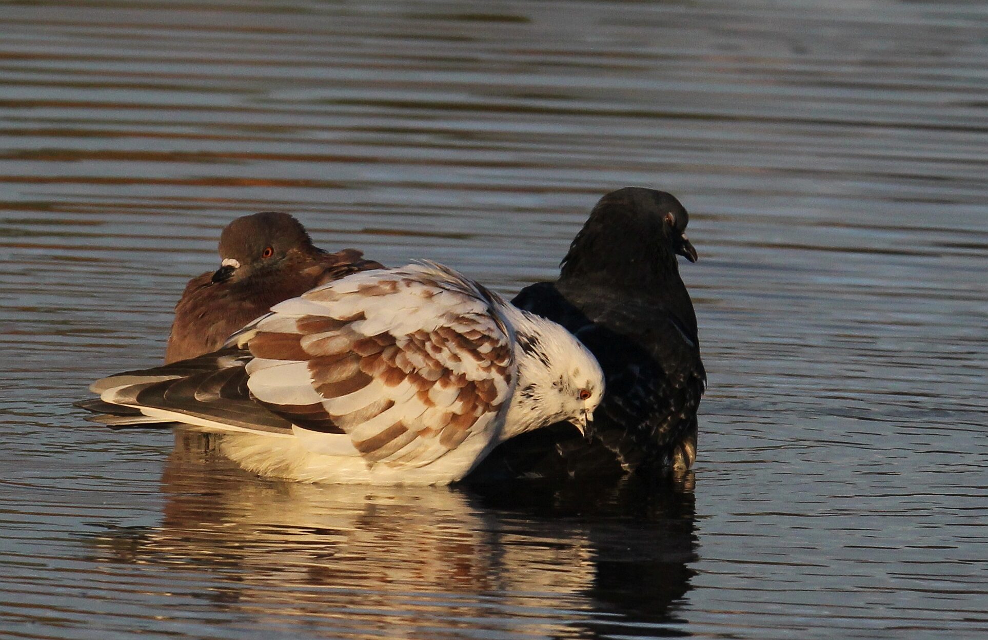Valokuvaaja: Jaana Saarelainen