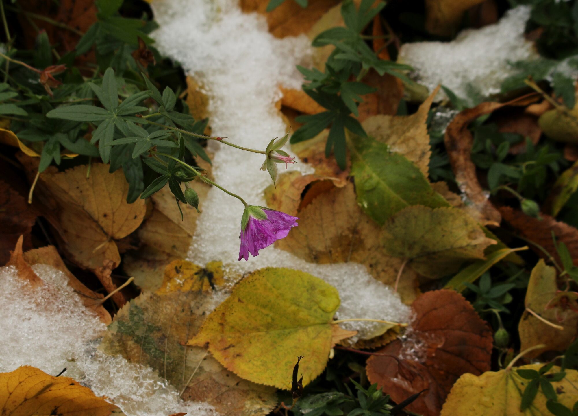 Valokuvaaja: Jaana Saarelainen