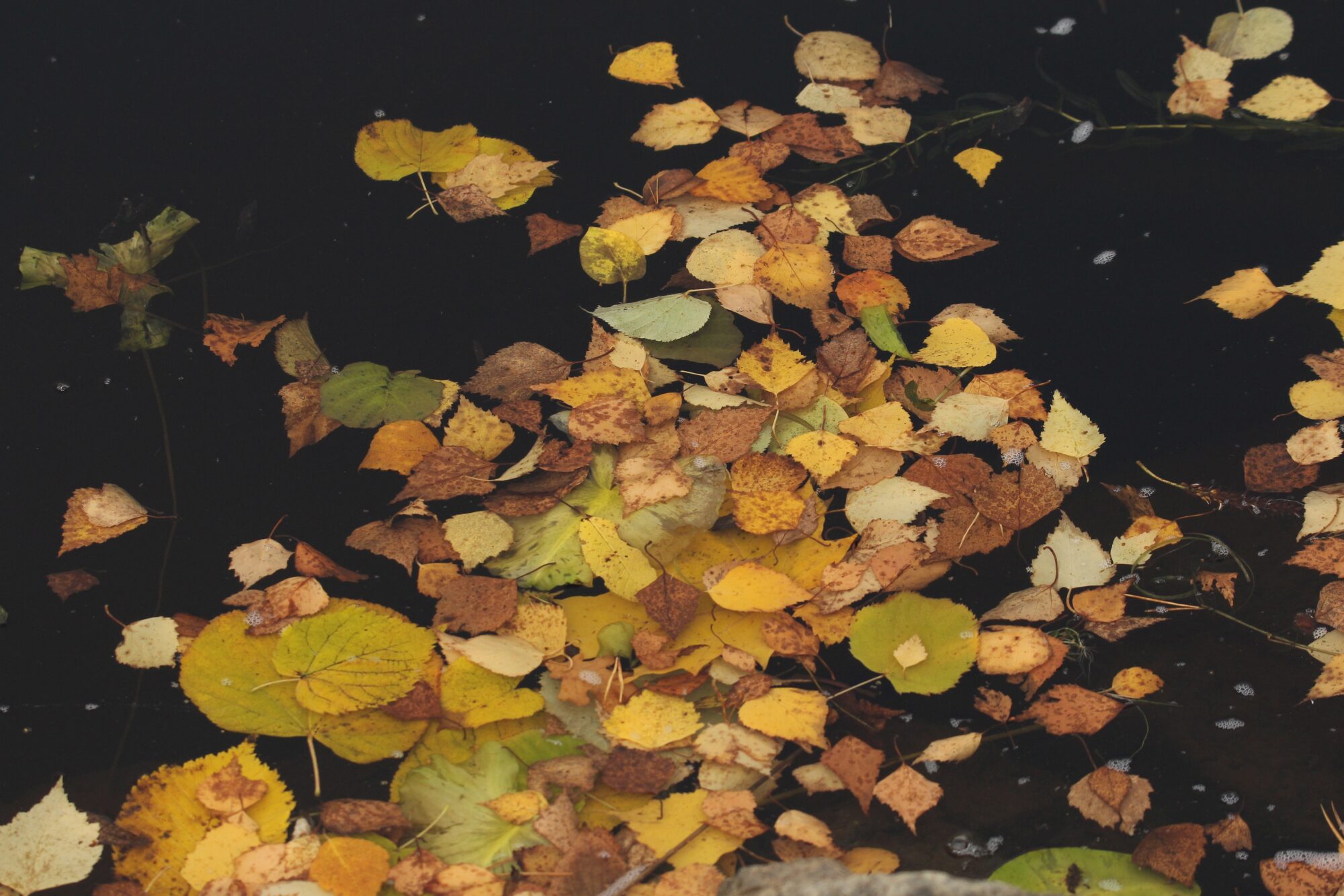 Valokuvaaja: Jaana Saarelainen