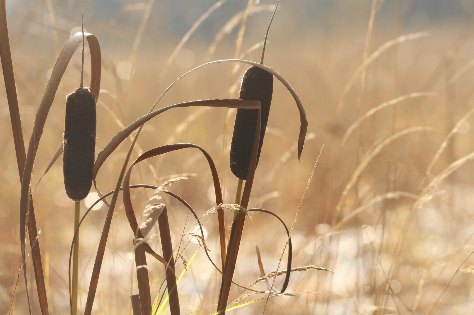 Valokuvaaja: Jaana Saarelainen